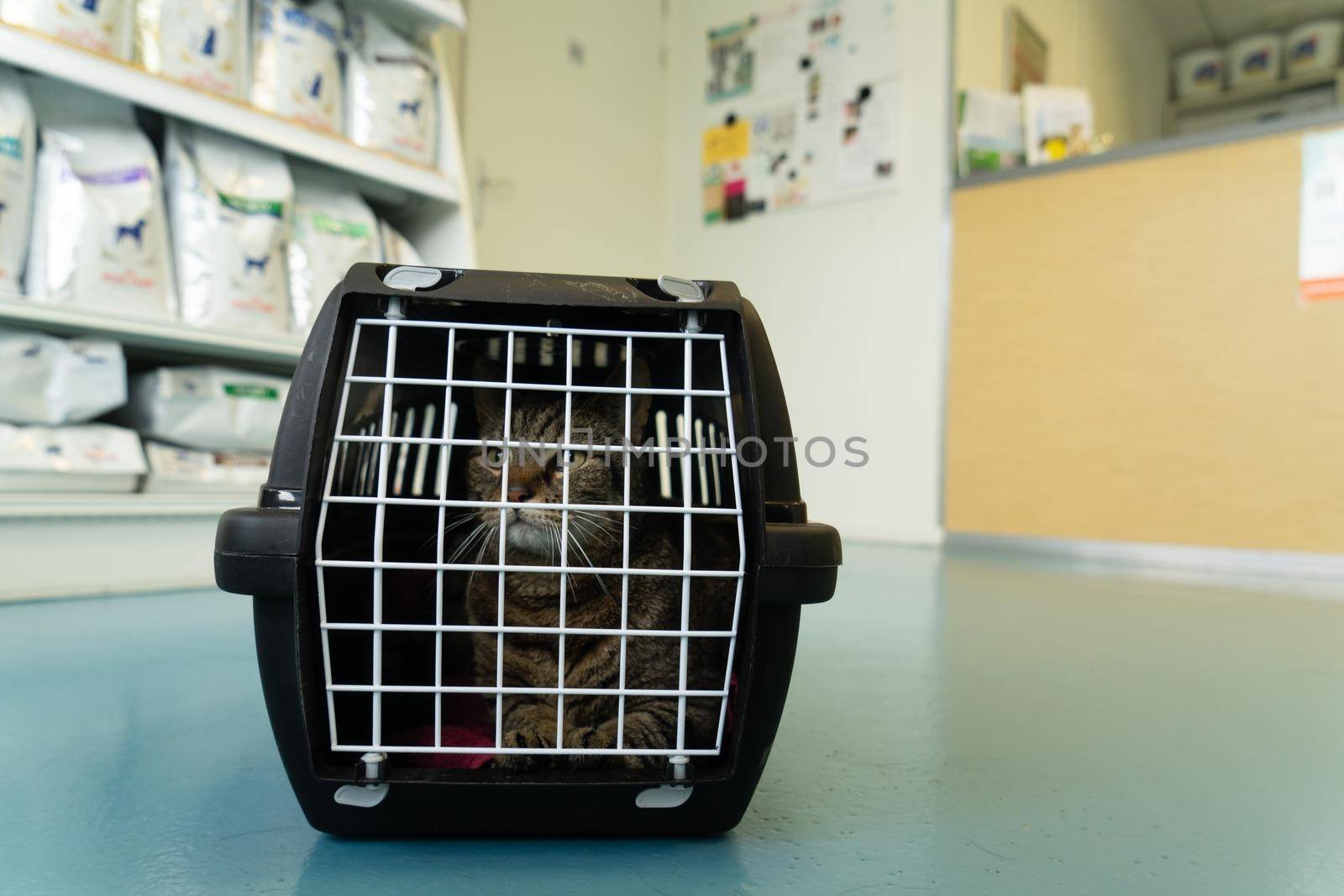 Tabby cat sitting in a cage on the floor of a veterinary clinic waiting on his appointment with the veterinarian looking anxious by LeoniekvanderVliet