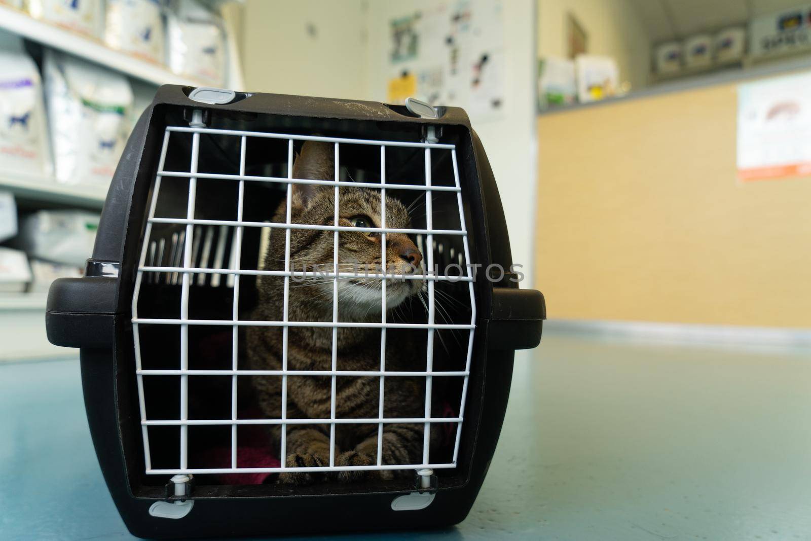 A Tabby cat sitting in a cage on the floor of a veterinary clinic waiting on his appointment with the veterinarian looking anxious