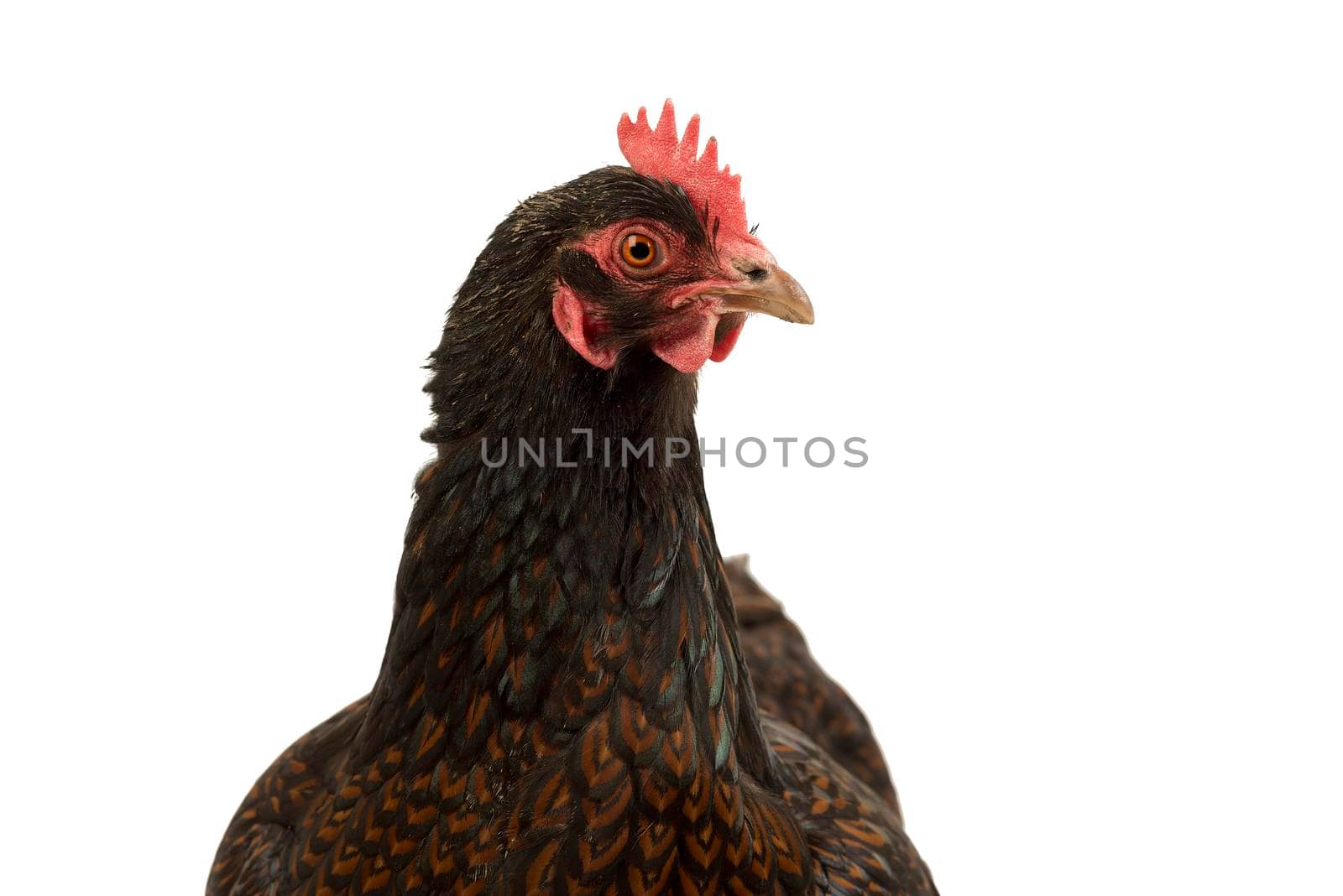 A Portrait of a Barnevelder hen chicken, golden laced with black close up from the head isolated on a white background