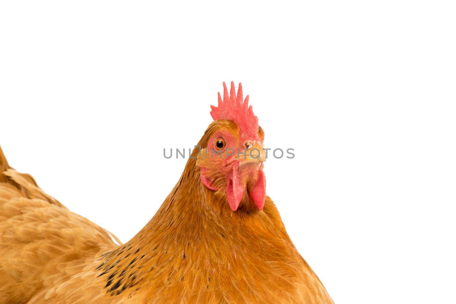 A Portrait of the head of a a New Hampshire Red hen chicken isolated on a white background