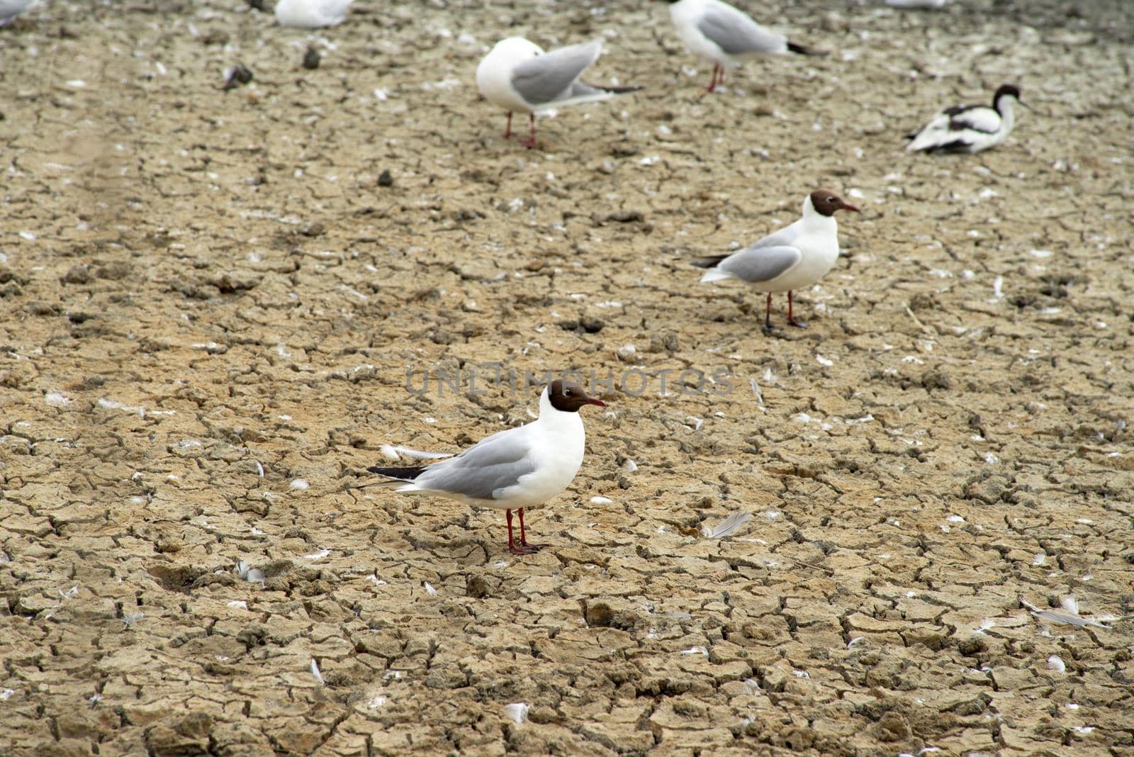 a Black-headed seagulls standing on dry wetlands with sand in a wetland flooding area