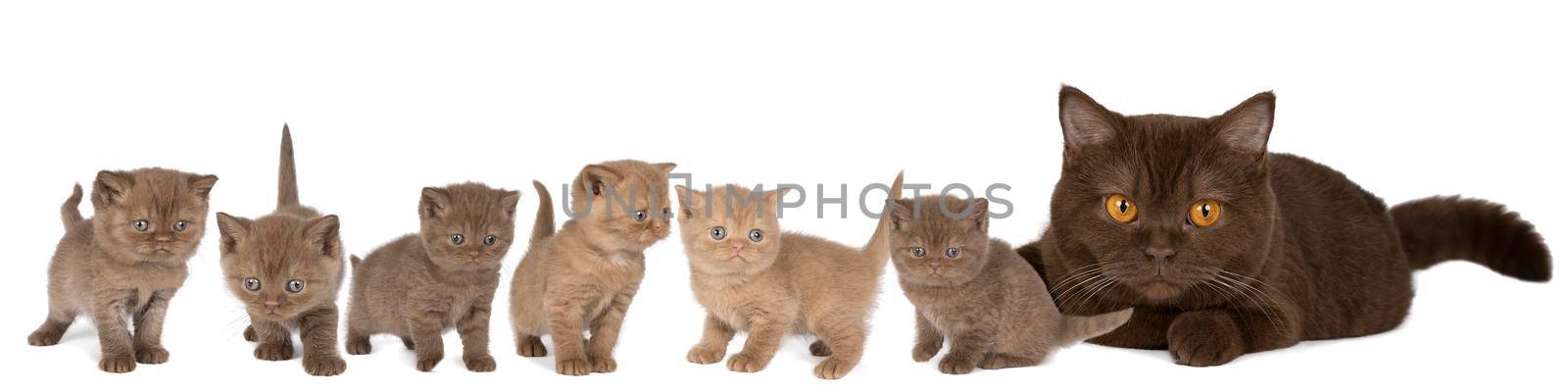 Panorama of six little British Shorthair kittens and their mother in cinnamon and chocolate against white background by LeoniekvanderVliet