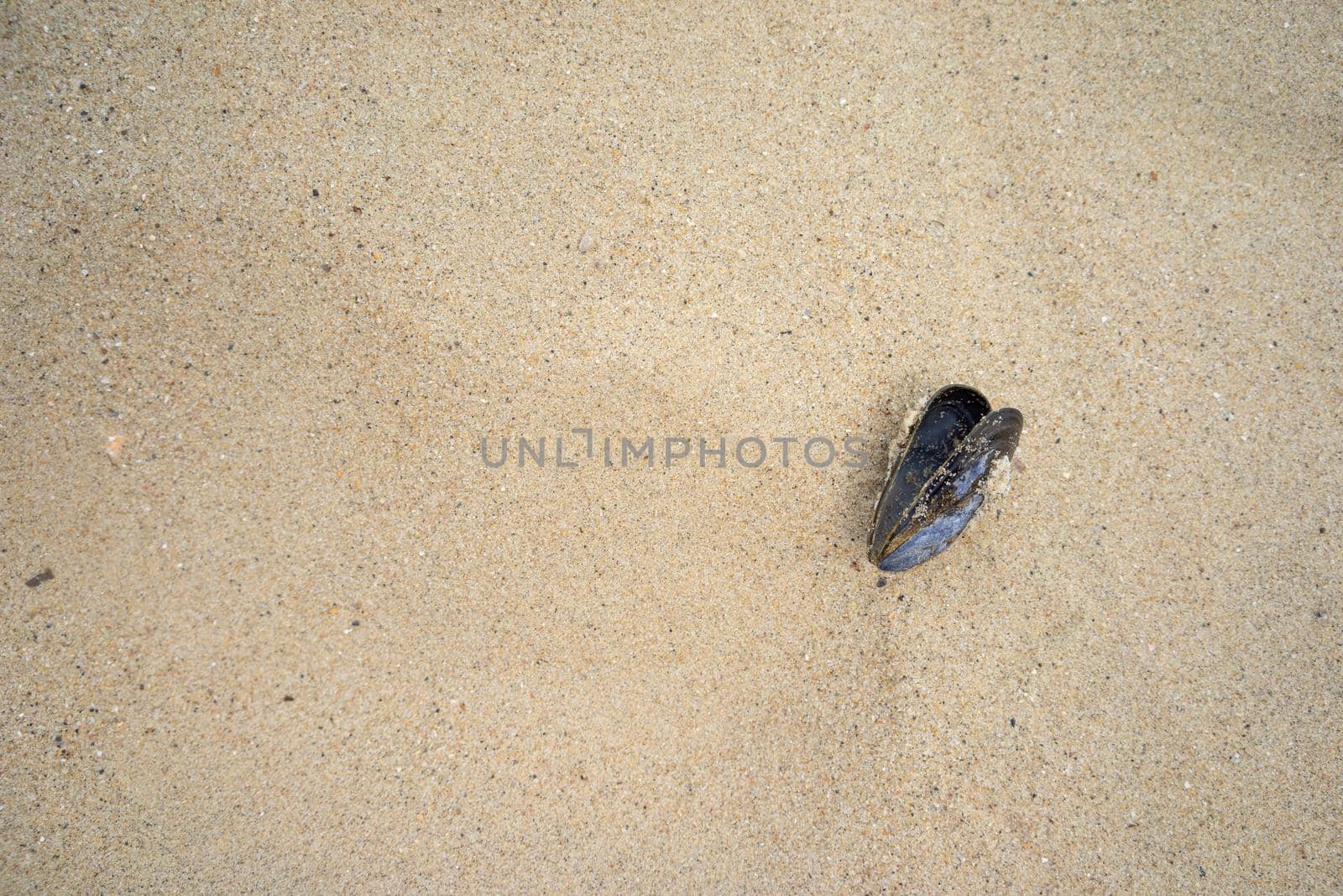 Sea mussel shell on a sandy beach seen from above with copy space room for text. Marine theme.  Natural background. Top view. Mytilus edulis by LeoniekvanderVliet