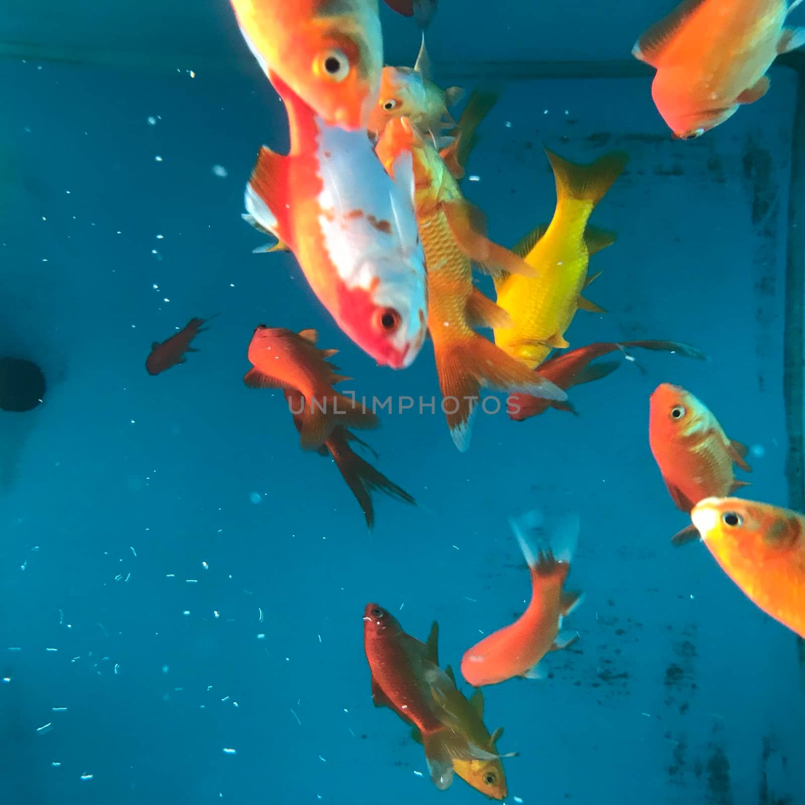 Some Orange Goldfish in a blue fishtank in a petshop