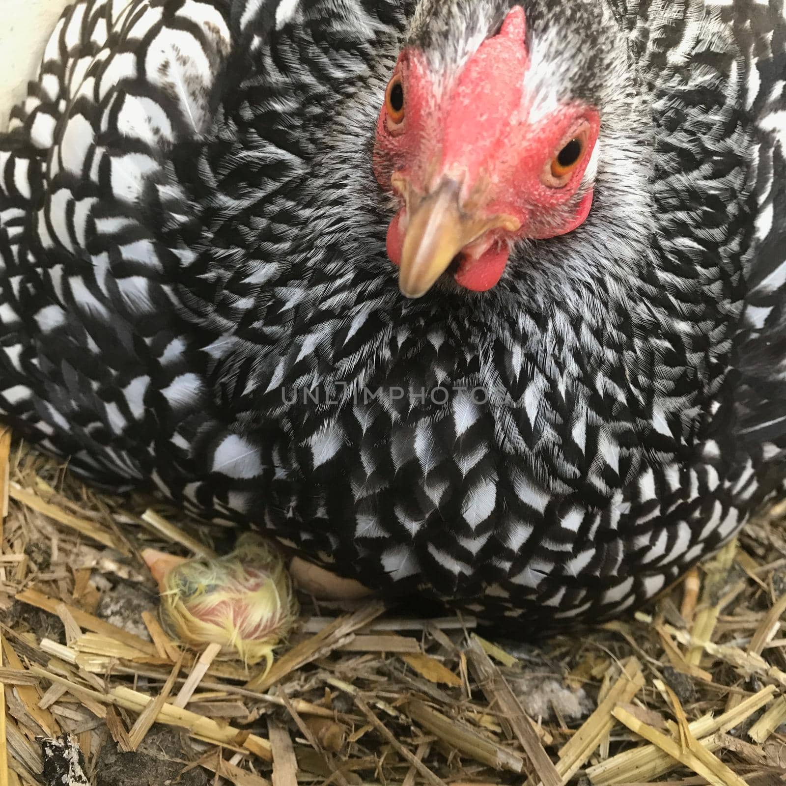 Mother Wyandotte hen with newly hatched chick sitting on a nest  by LeoniekvanderVliet