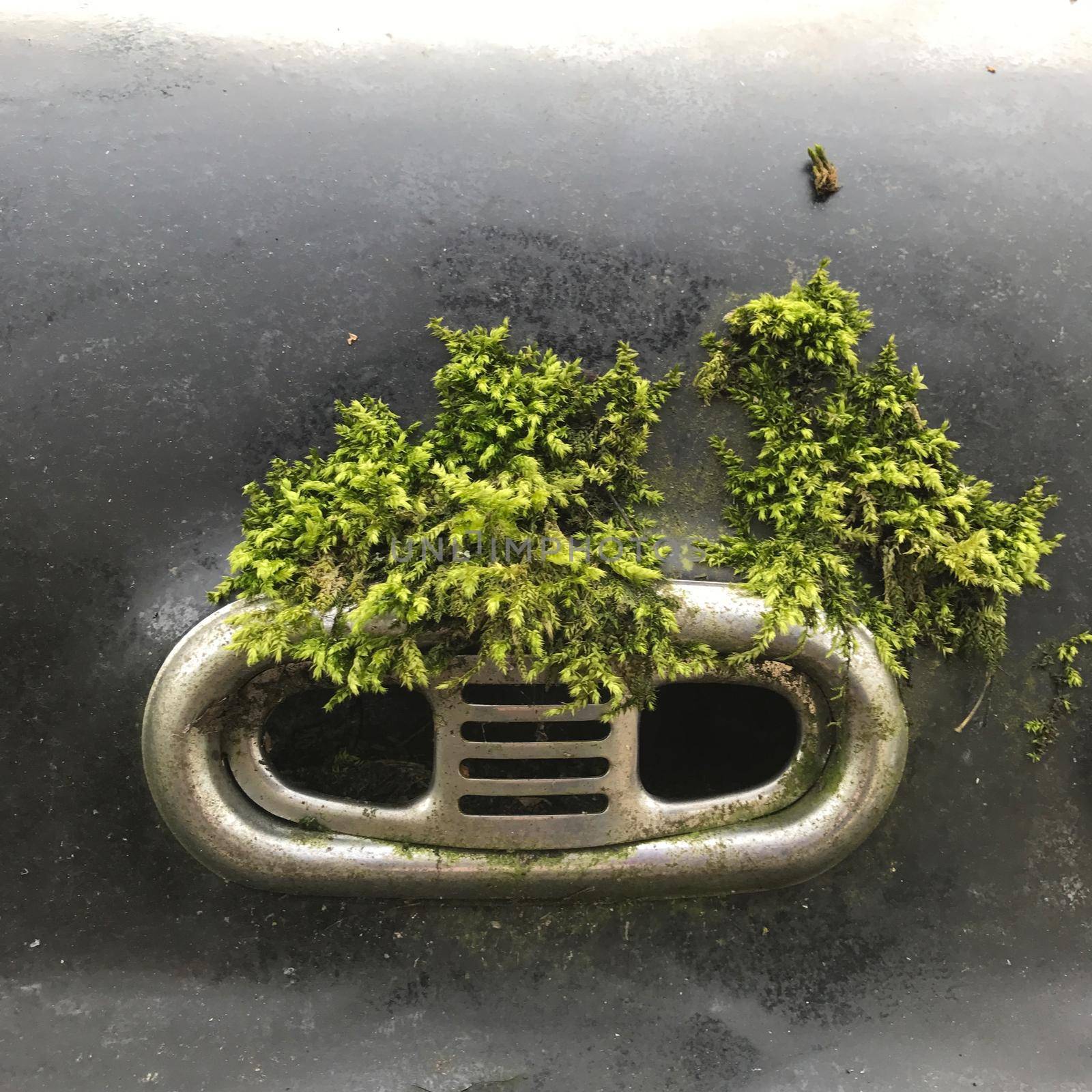 Green Moss growing on the hood of an black oldtimer
