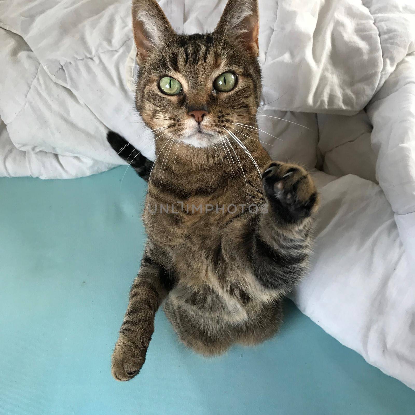 a Tabby cat sitting in bed on her hindlegs begging for attention with her paw