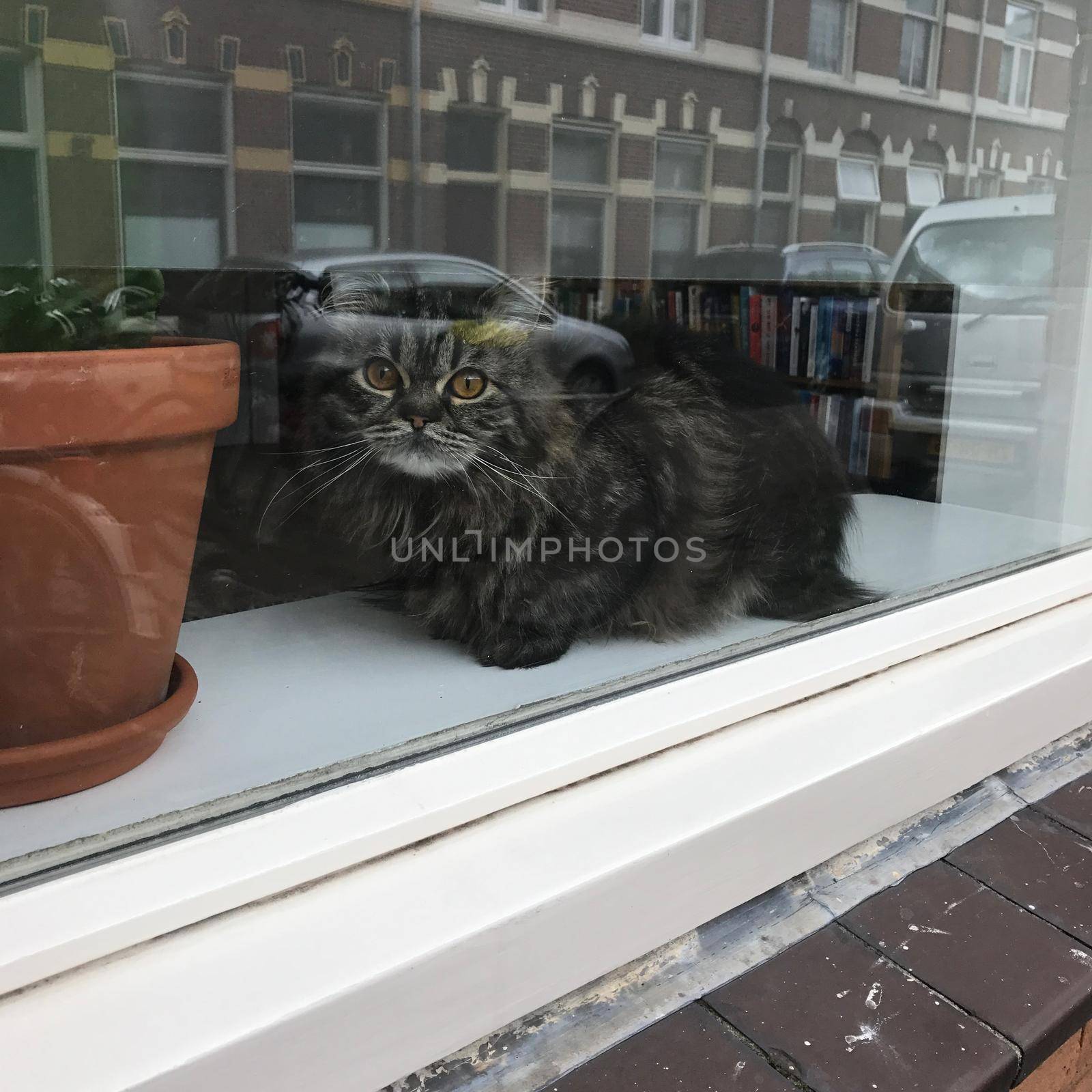 a Tabby cat sitting behind a window showing reflections of the street
