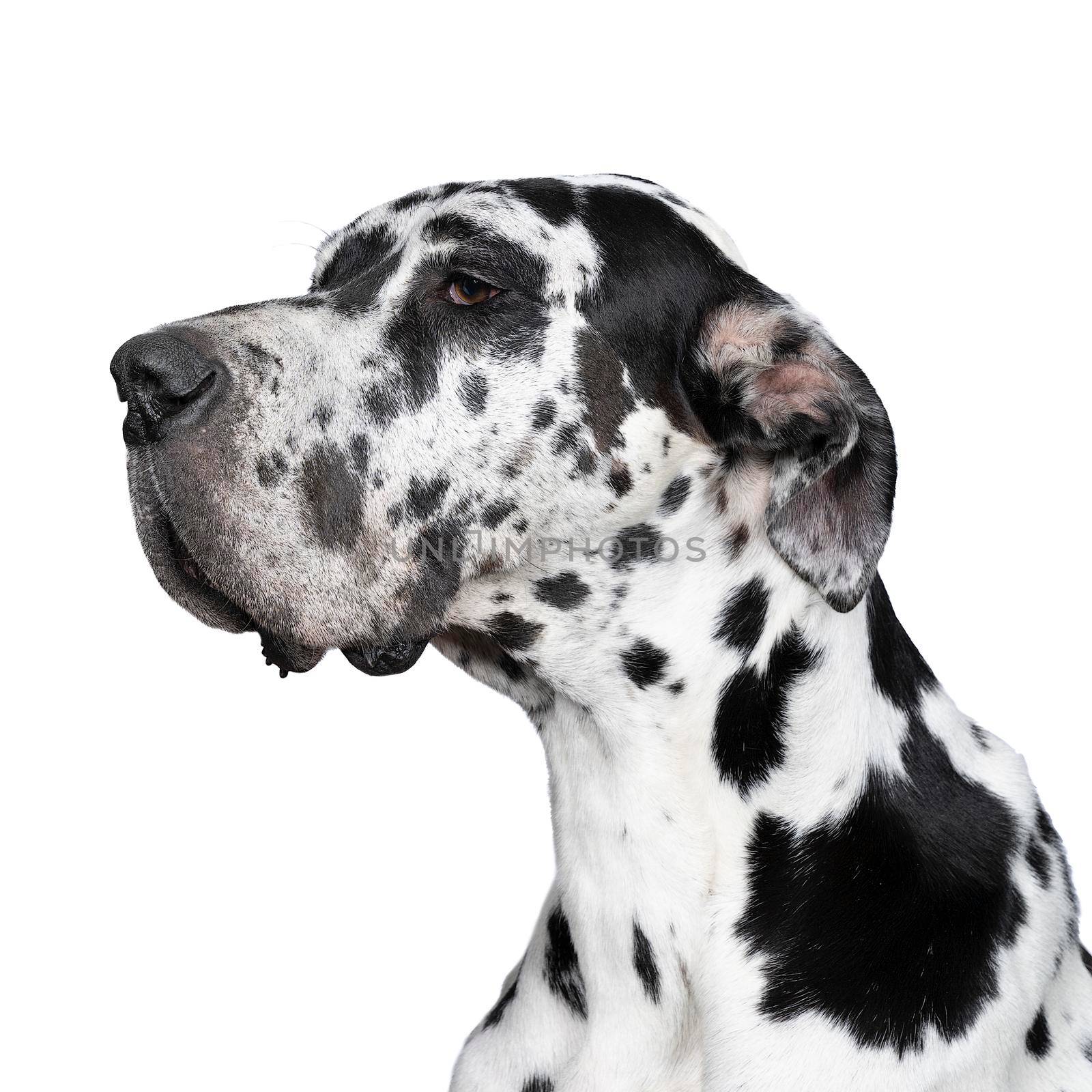 A Portrait of the head of a Great Dane Dog or German Dog, the largest dog breed in the world, Harlequin fur, white with black spots, sitting isolated in white background