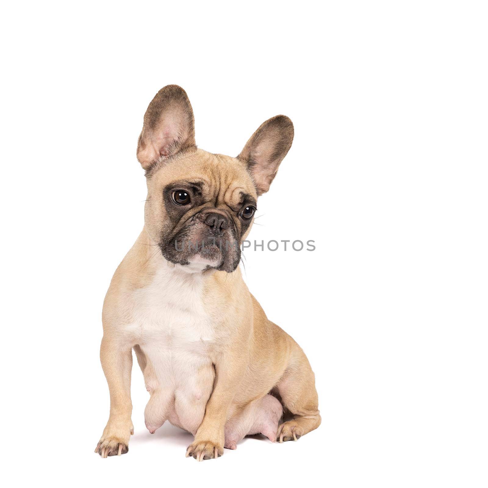 Studio shot of an adorable beige adult female French bulldog sitting on isolated white background looking at the camera with copy space by LeoniekvanderVliet