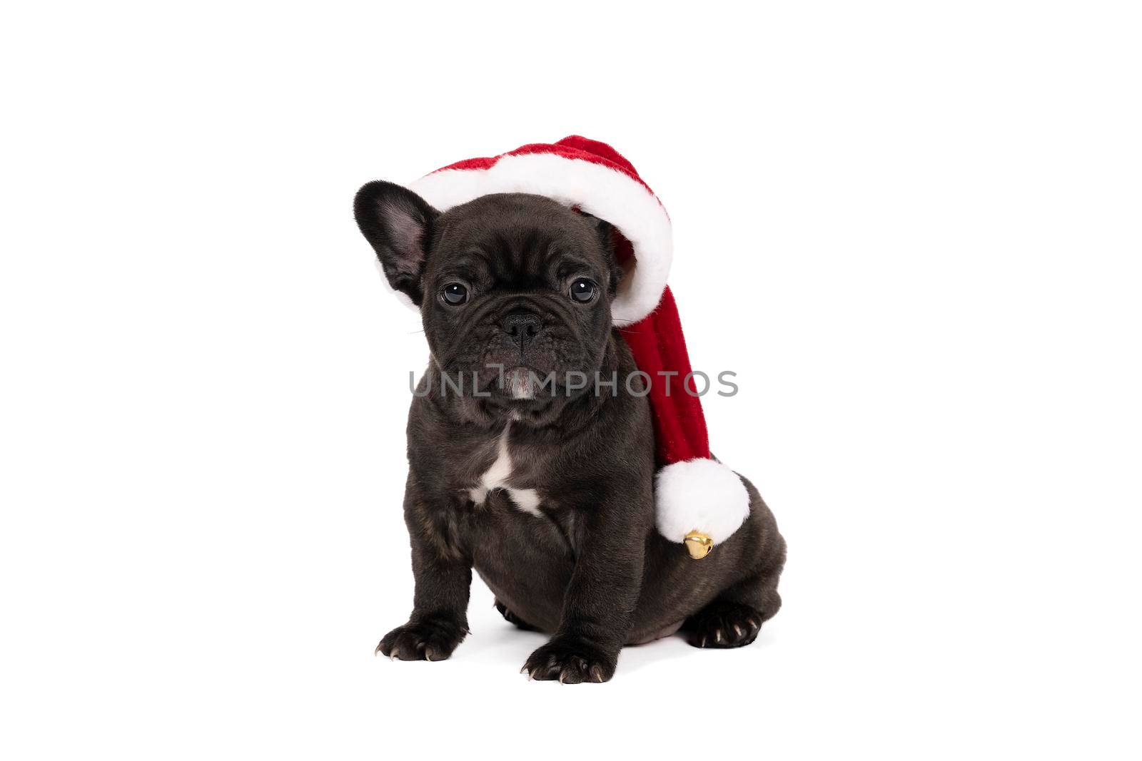 A Studio shot of an adorable French bulldog puppy wearing a christmas hat sitting on isolated white background looking at the camera with copy space