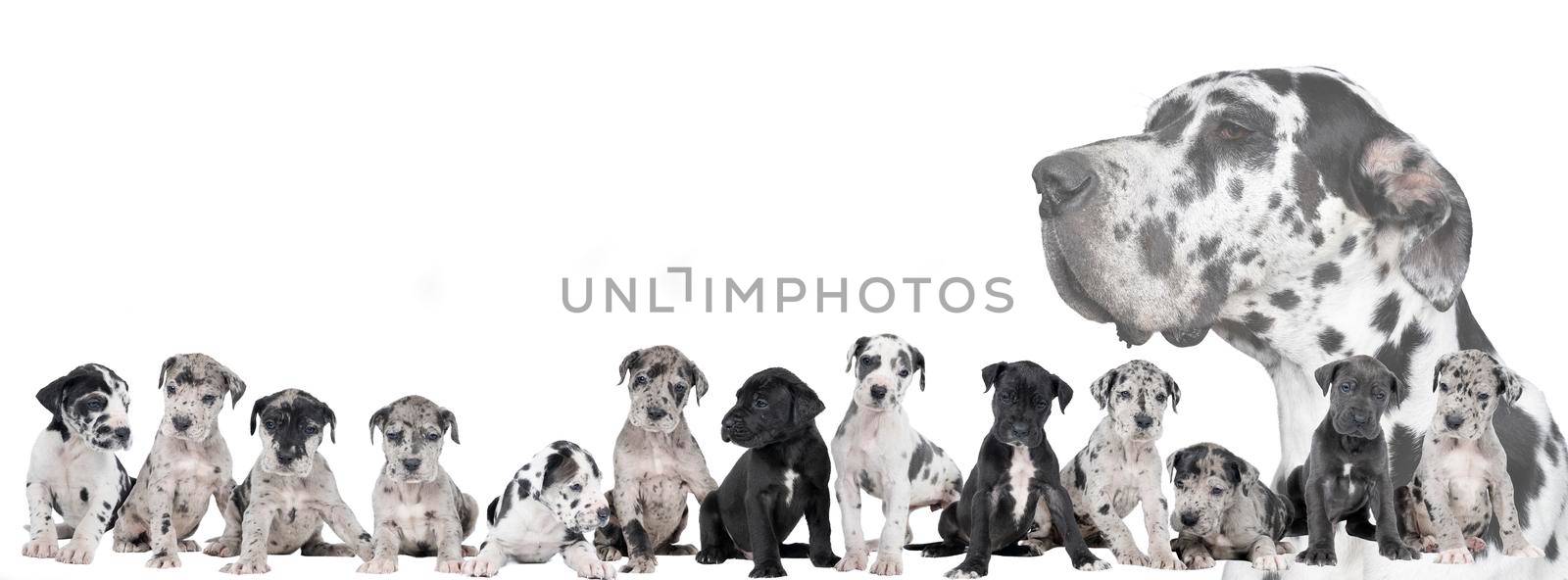 Panorama of a litter of puppies of the Great Dane Dog or German Dog, the largest dog breed in the world, Harlequin fur, white, blue, black with black, white spots, sitting isolated in white background