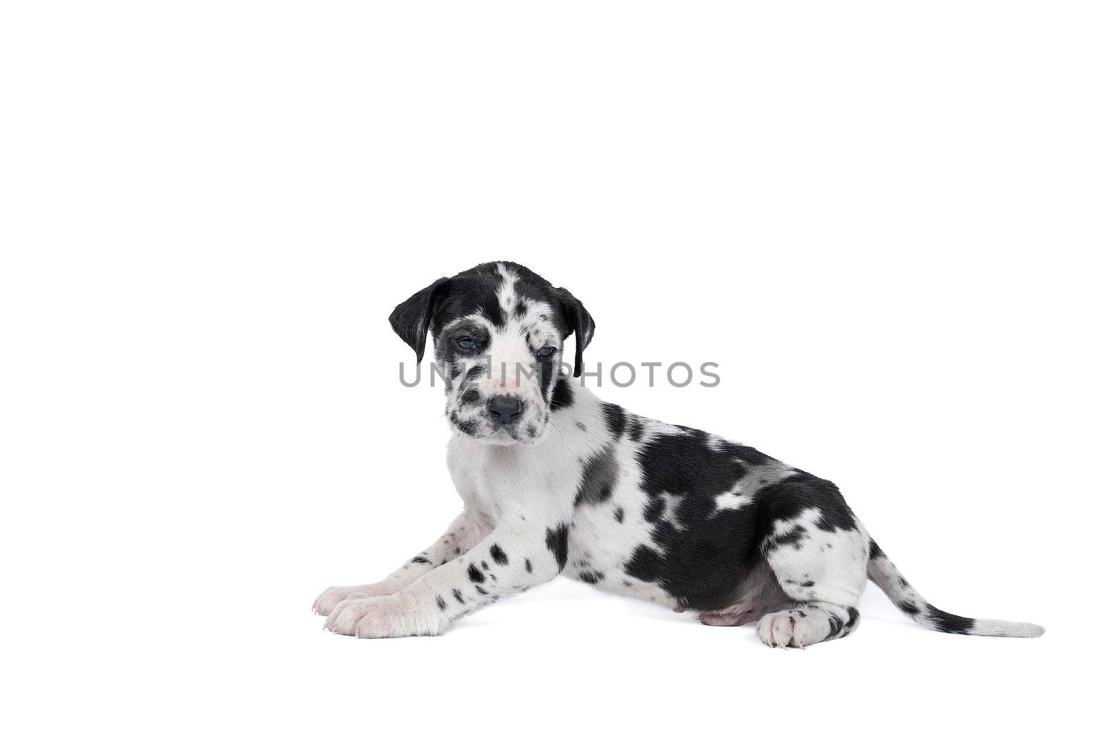 A puppy of the Great Dane Dog or German Dog, the largest dog breed in the world, Harlequin fur, white with black spots, sitting isolated in white