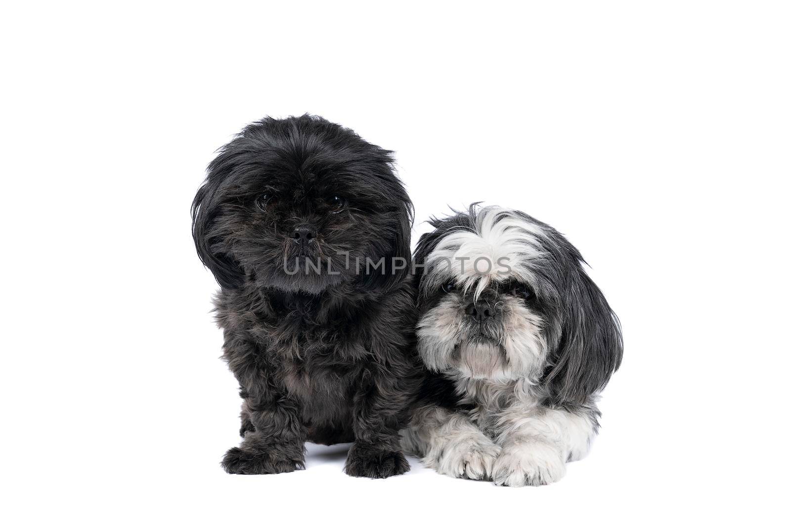 Two Shih-Tzu ( Shih Tzu ) puppy and mother black and white and grey, sitting and lying isolated in a white background looking at the camera, two dogs