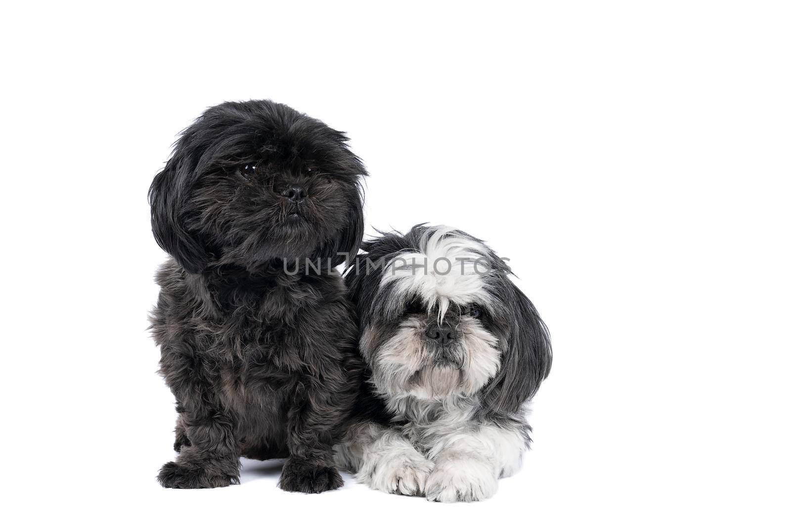 Two Shih-Tzu ( Shih Tzu ) puppy and mother black and white and grey, sitting and lying isolated in a white background looking at the camera, two dogs