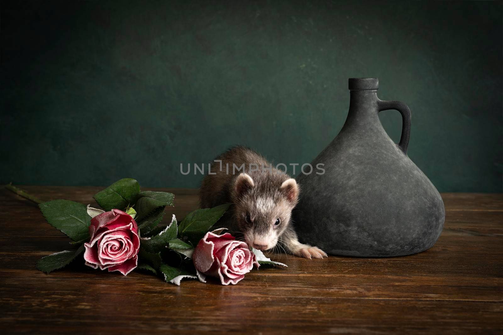 Ferret or polecat puppy in a stillife scene with red frozen roses and a blue bottle against a green background