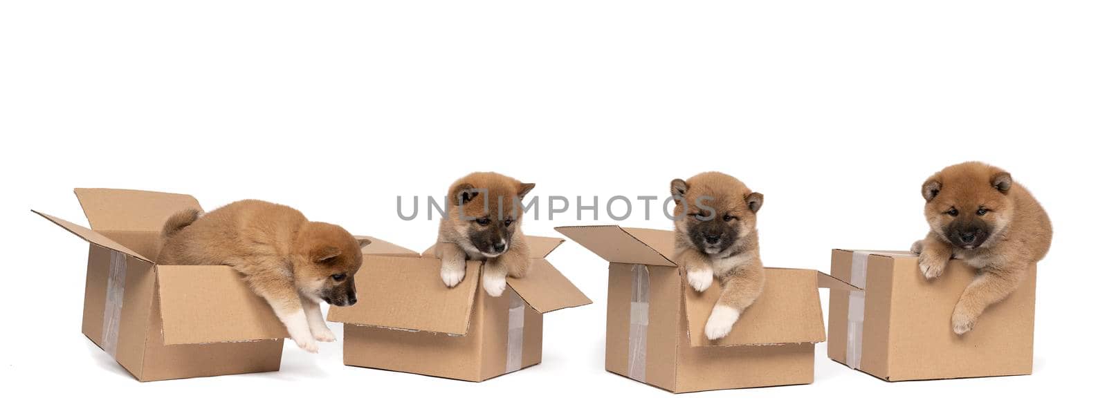 Four small Shiba Inu puppies sitting in a cardboard box isolated in a white background