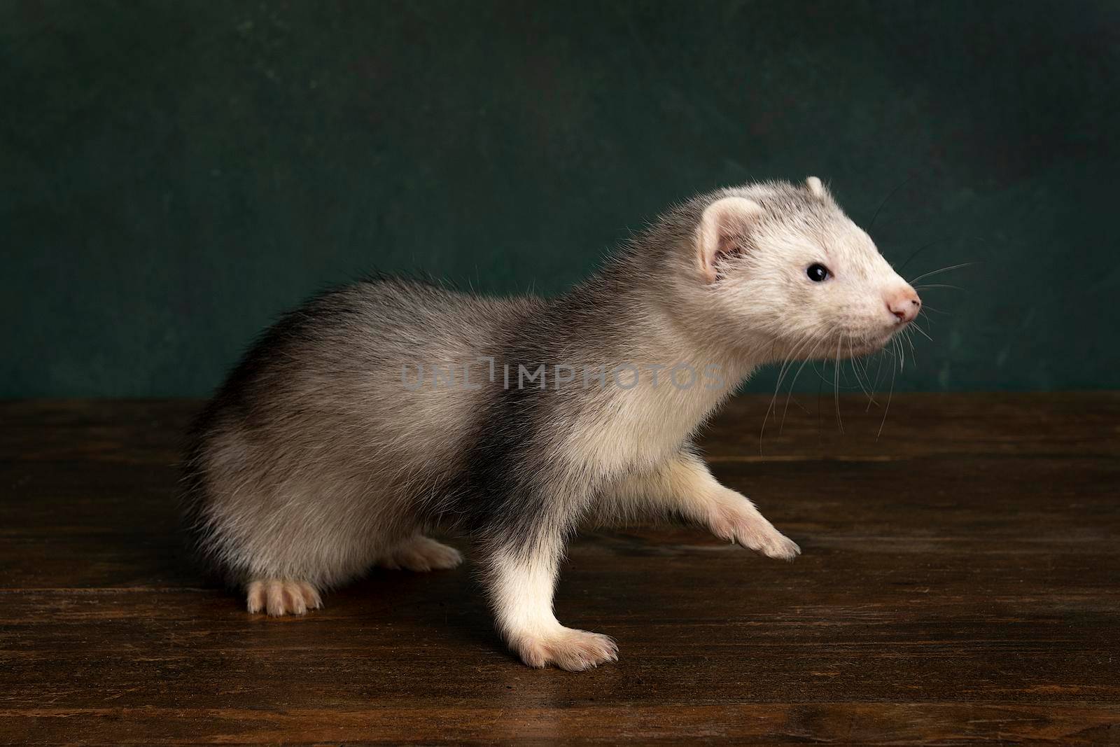 A ferret or polecat puppy walking to the right side in a Rembrandt light setting  against a green background by LeoniekvanderVliet