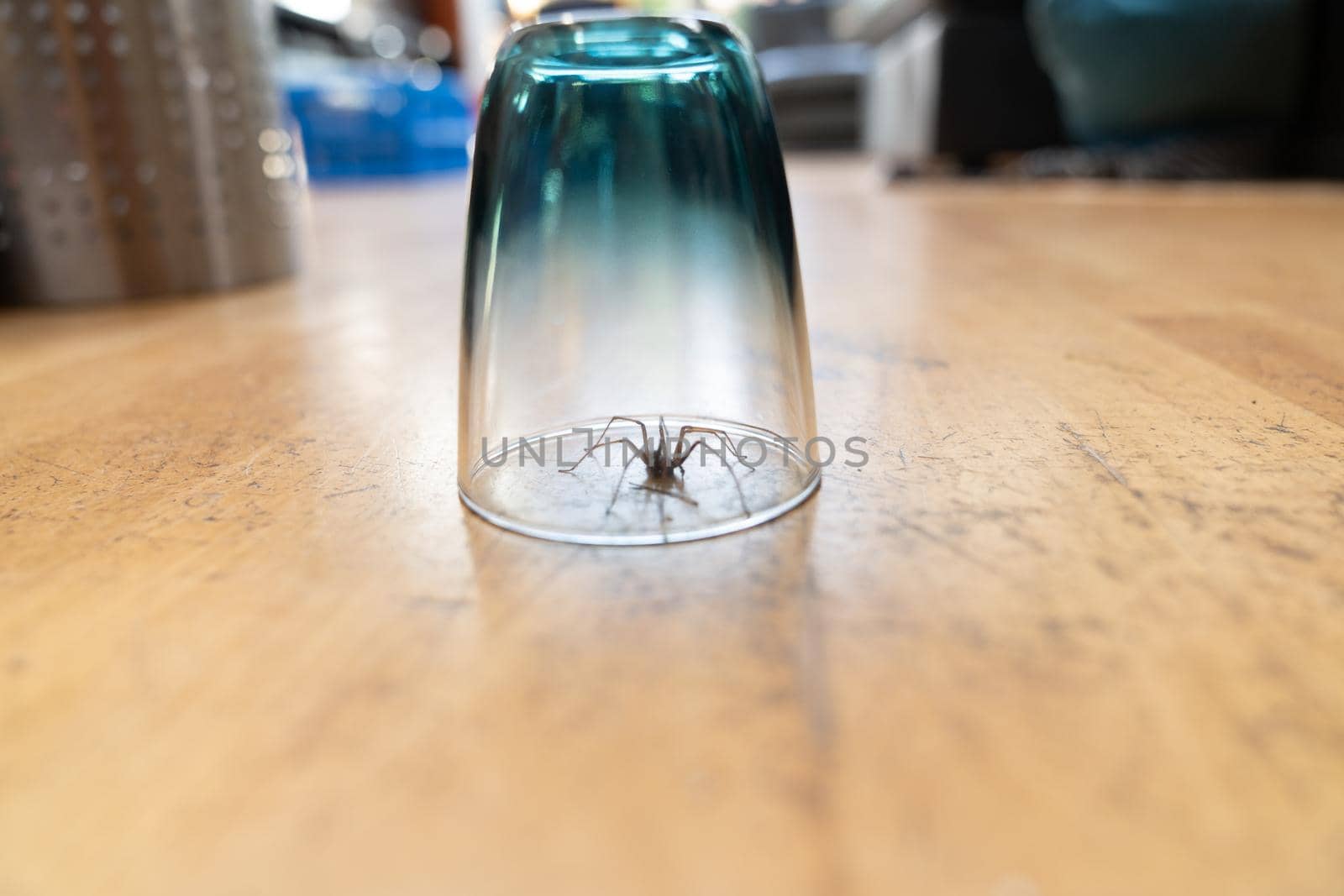 Caught big dark common house spider under a drinking glass on a smooth wooden floor seen from ground level in a living room in a residential home by LeoniekvanderVliet