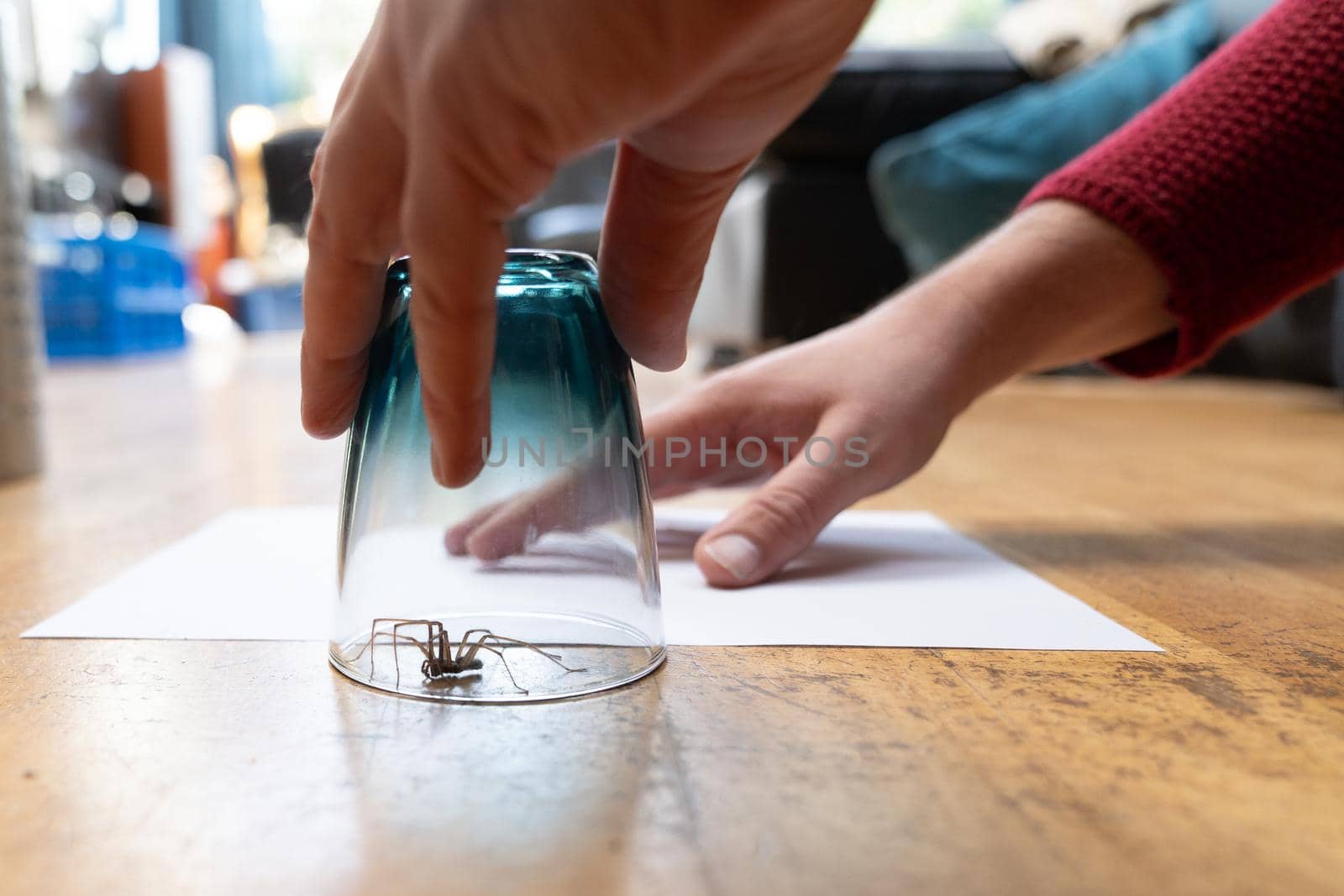 Caught big dark common house spider under a drinking glass on a smooth wooden floor seen from ground level in a living room in a residential home with two male hands by LeoniekvanderVliet