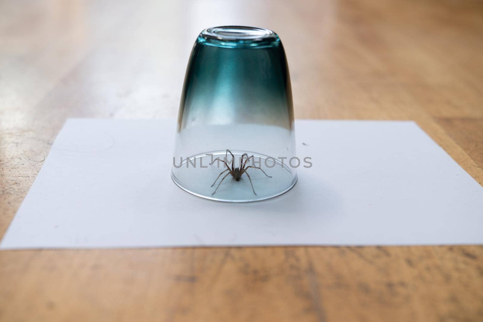 a Caught big dark common house spider under a drinking glass on a smooth wooden floor seen from ground level in a living room in a residential home