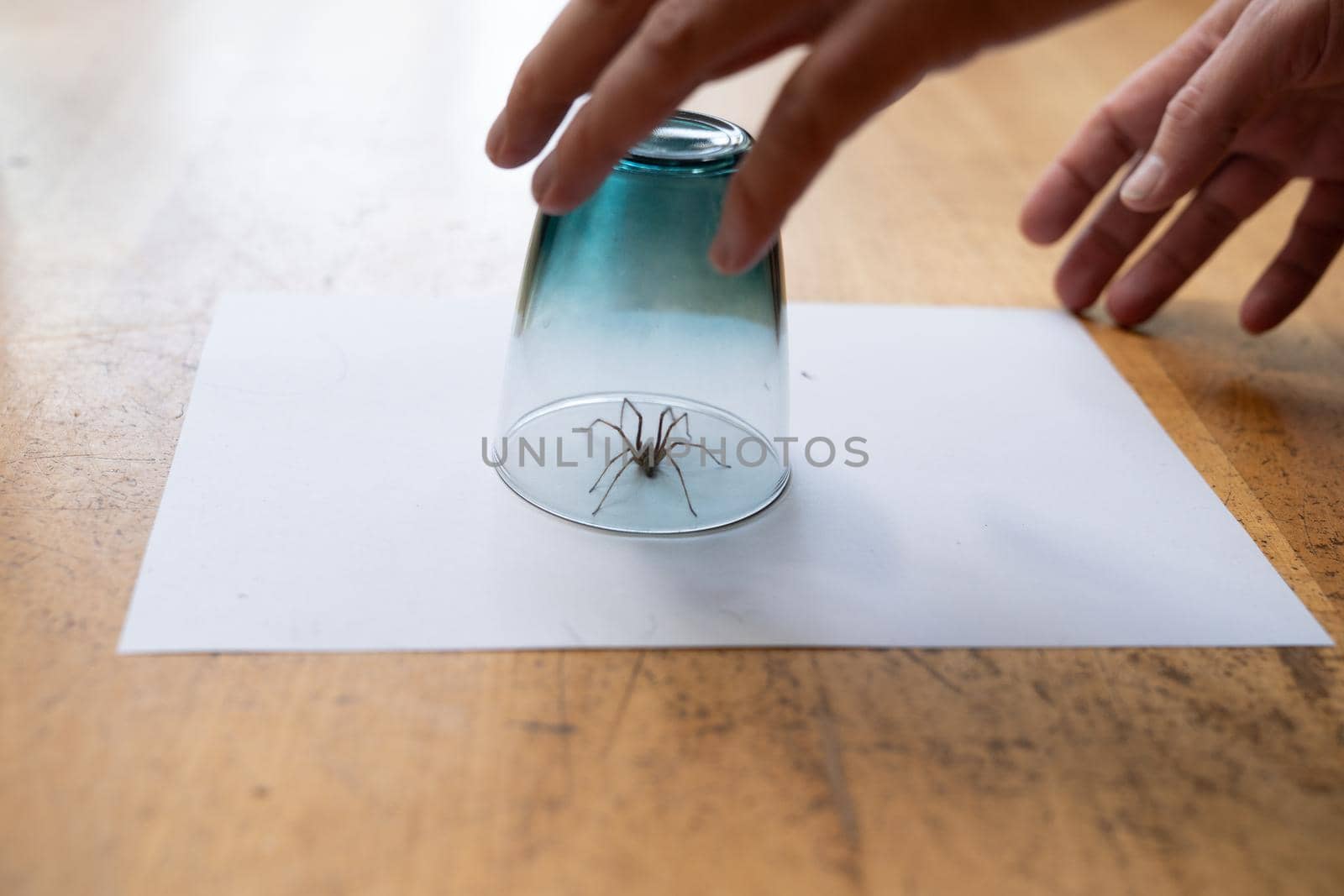 A Caught big dark common house spider under a drinking glass on a smooth wooden floor seen from ground level in a living room in a residential home with two male hands