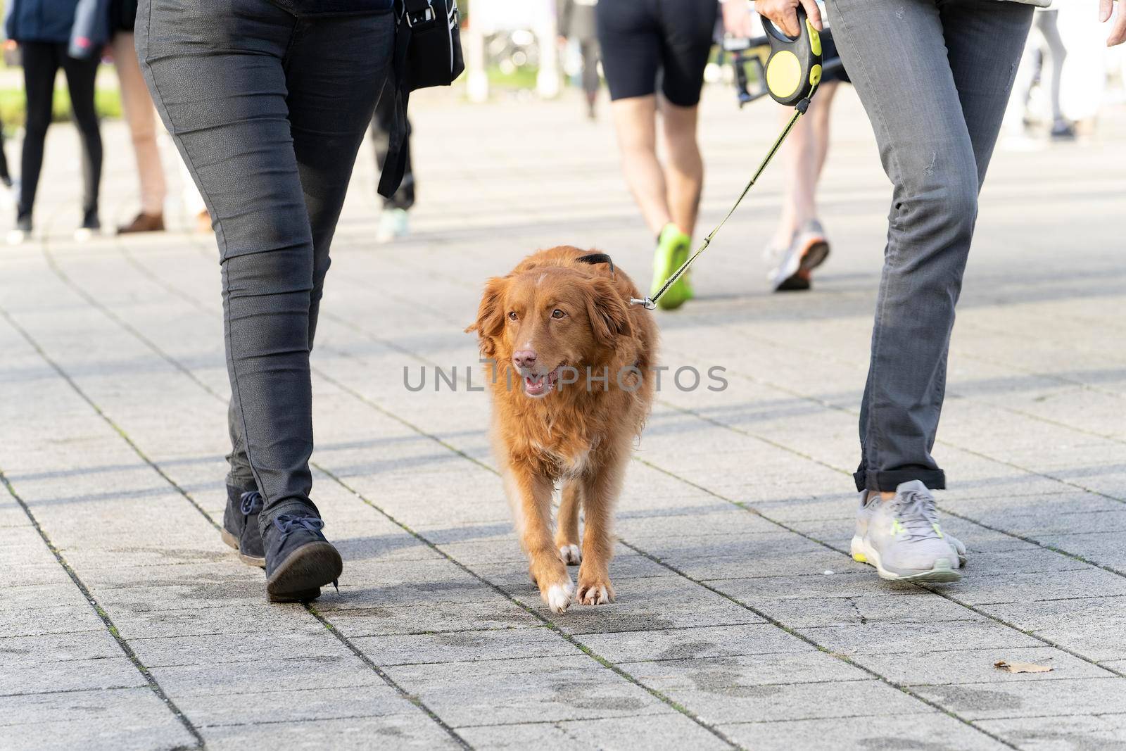 Dog, Nova Scotia Duck Toller, walking between two unrecognizable people on a leash by LeoniekvanderVliet