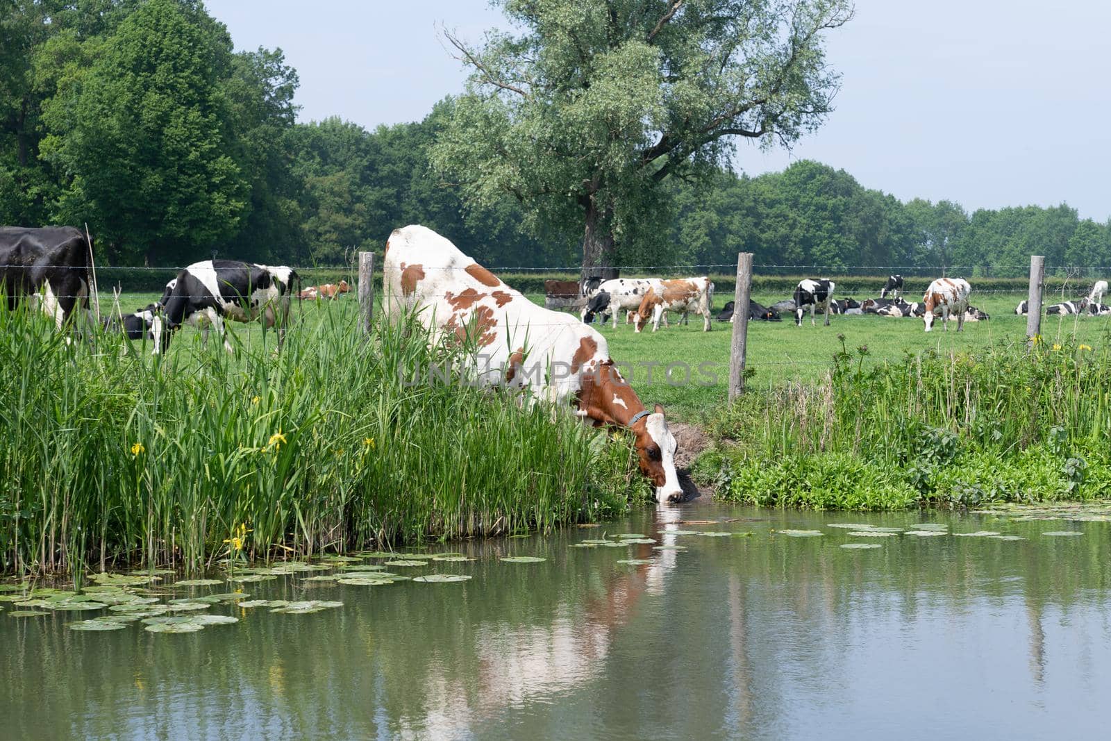 a Red white brown cow in a meadow drinking water on the bank of a river with her reflection in the water on a sunny day in summer