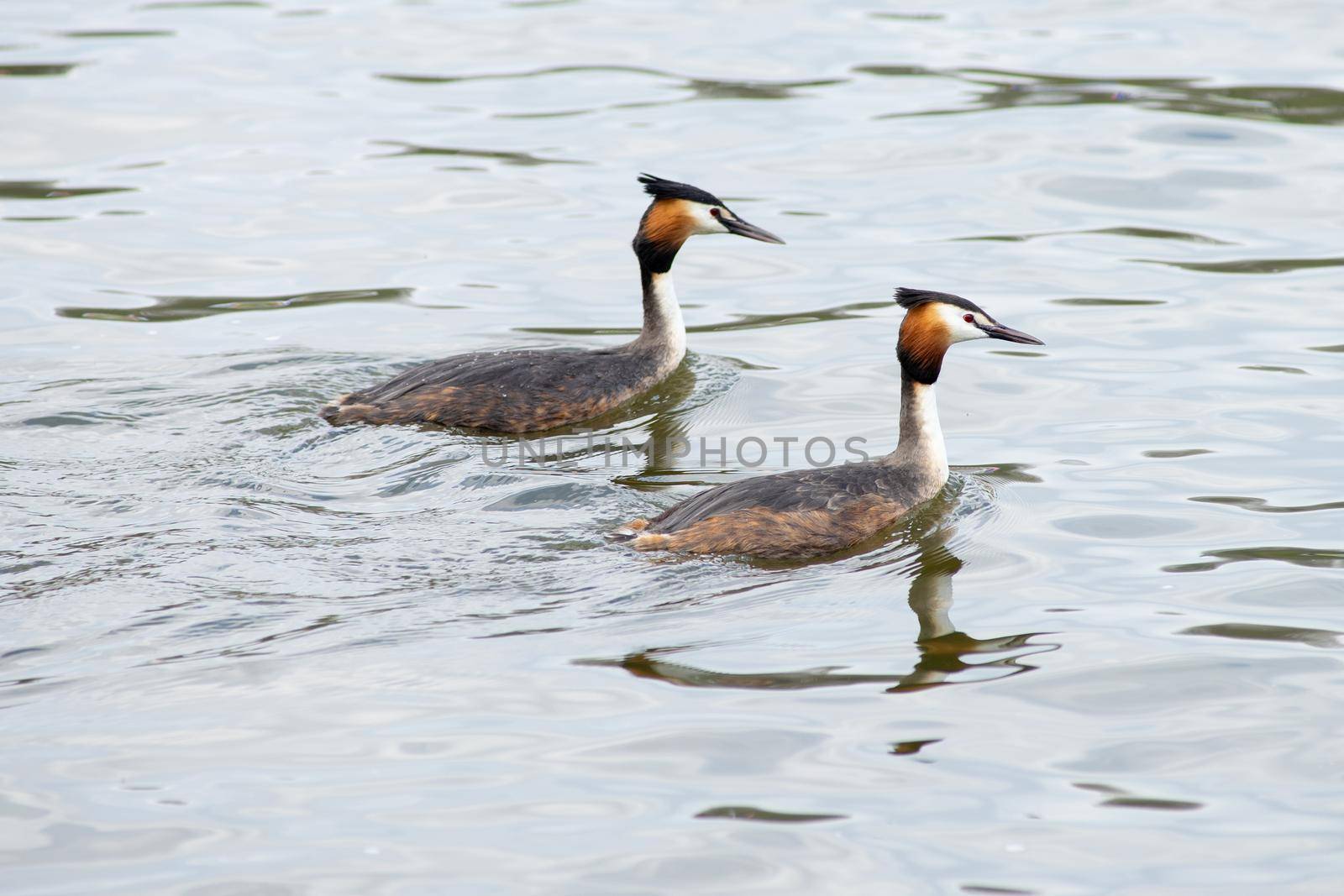 Two Great Crested Grebes, male and female, - Podiceps cristatus - doing their wedding or mating dance and showing affection in a pond in The Netherlands by LeoniekvanderVliet