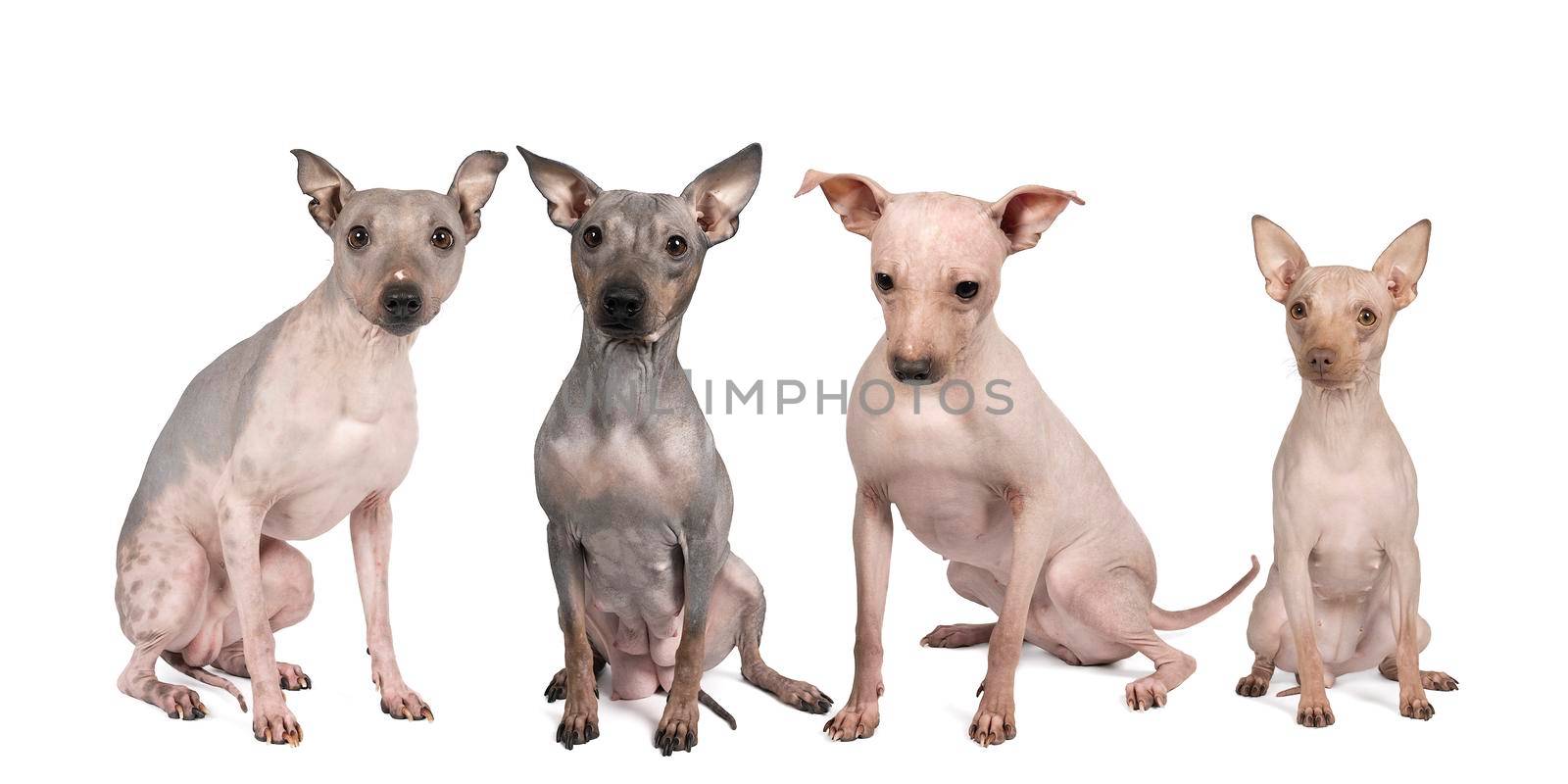 A panorama of four adult American Hairless Terrier dogs isolated against white background by LeoniekvanderVliet