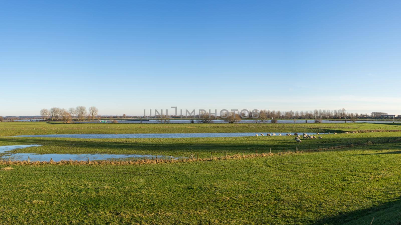 A sun overflown river landscape with green grassland and a flock of sheep grazing on the riverbank with bare trees and pollard willows in The Netherlands, the river Lek near Wijk bij Duurstede by LeoniekvanderVliet