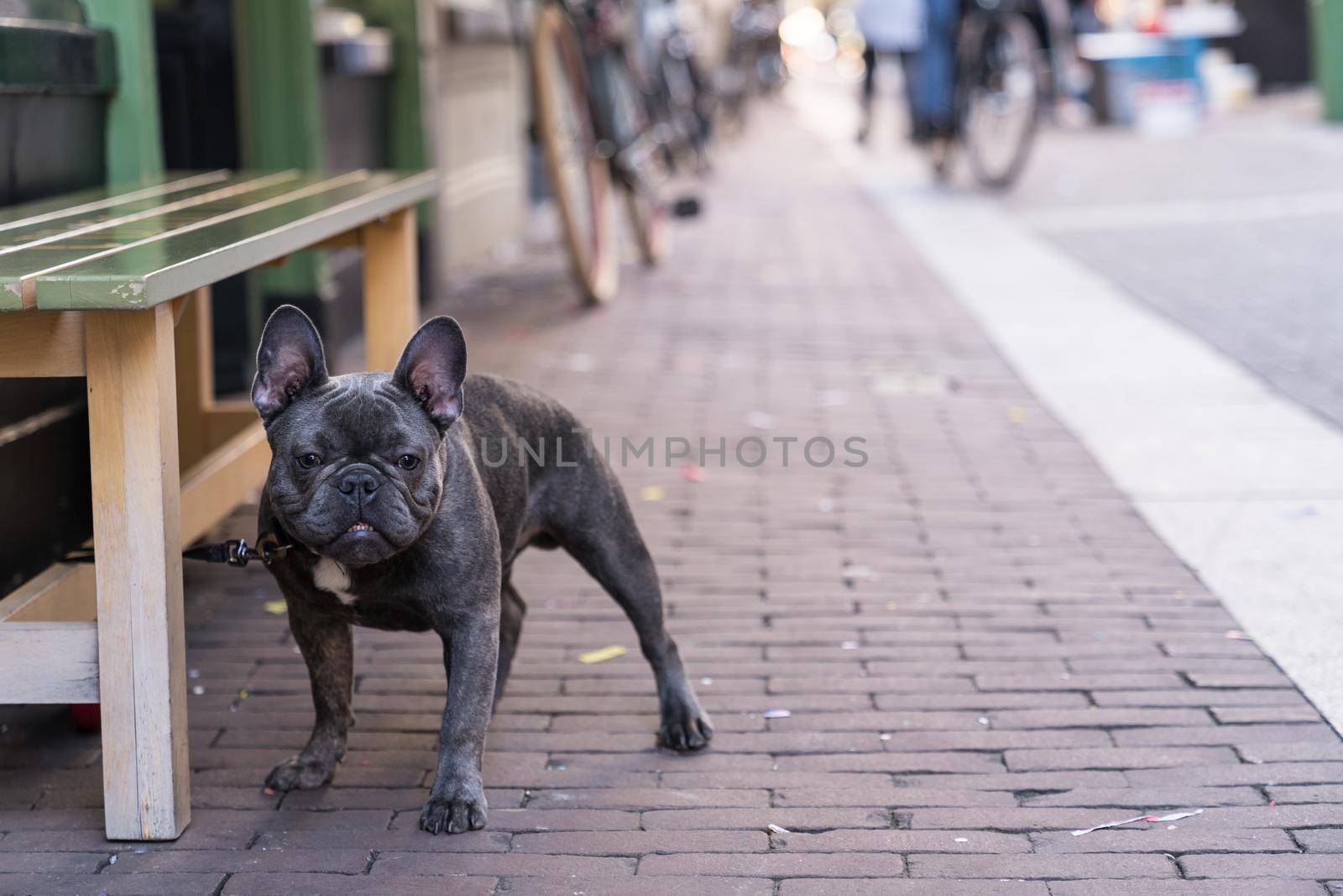 alone grey French Bulldog waiting patiently on his owner boss outside a shop in a street with copy space