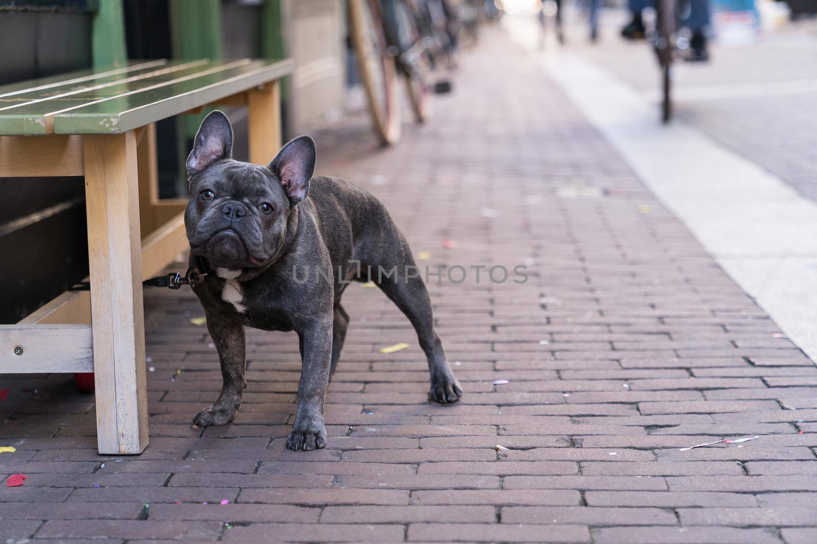 An alone grey French Bulldog waiting patiently on his owner boss outside a shop in a street with copy space by LeoniekvanderVliet