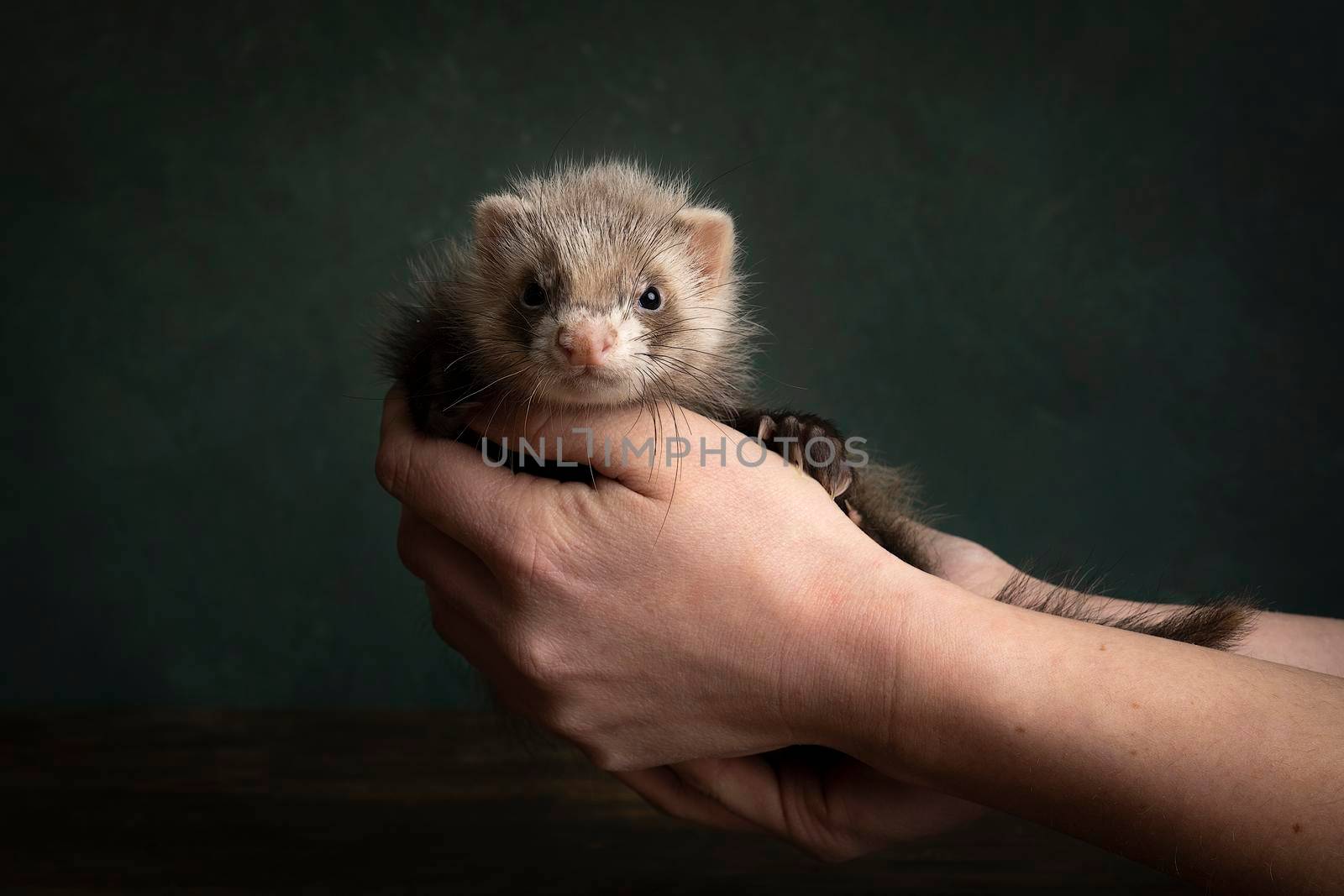 A young ferret or polecat puppy in a stillife scene held in hands by his owner against a green background by LeoniekvanderVliet