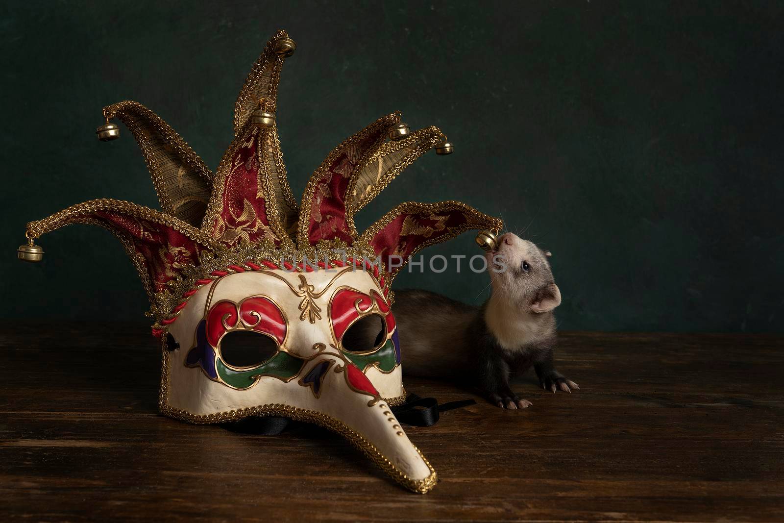 A curious young ferret or polecat puppy in a stillife scene with a Carnivale or Mardi Gras mask against a green background by LeoniekvanderVliet