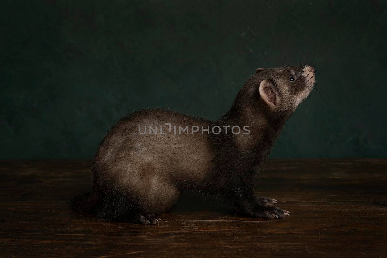 Young ferret or polecat puppy full body in a stillife scene looking up against a green background