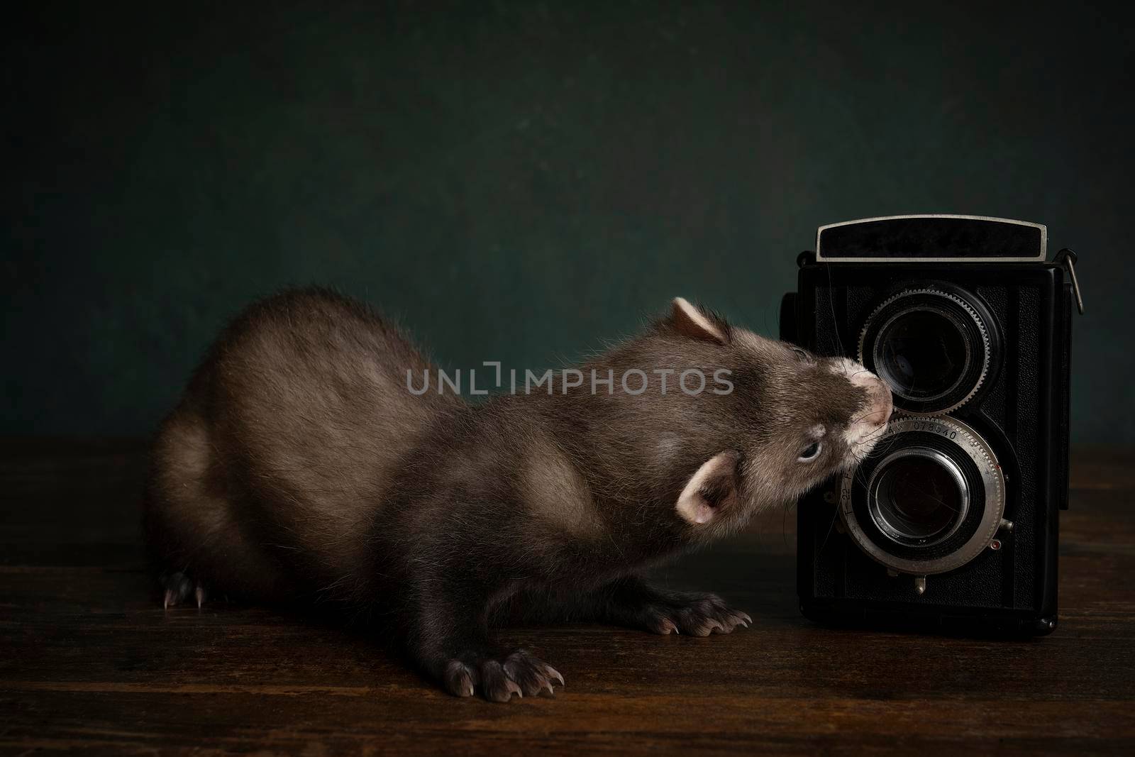Curious young ferret or polecat puppy in a stillife scene with a vintage camera against a green background by LeoniekvanderVliet