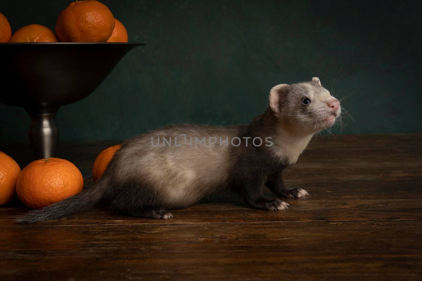 A young ferret or polecat puppy in a stillife scene with tangerines against a green background by LeoniekvanderVliet