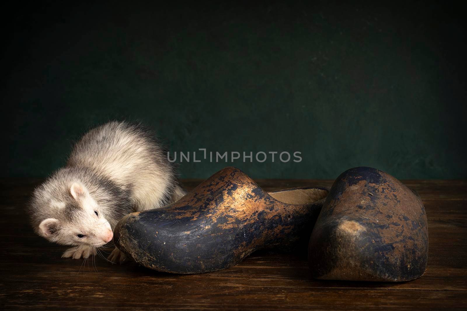 Young ferret or polecat puppy in a stillife scene with clogs or wooden shoes which are typical for The Netherlands against a green background