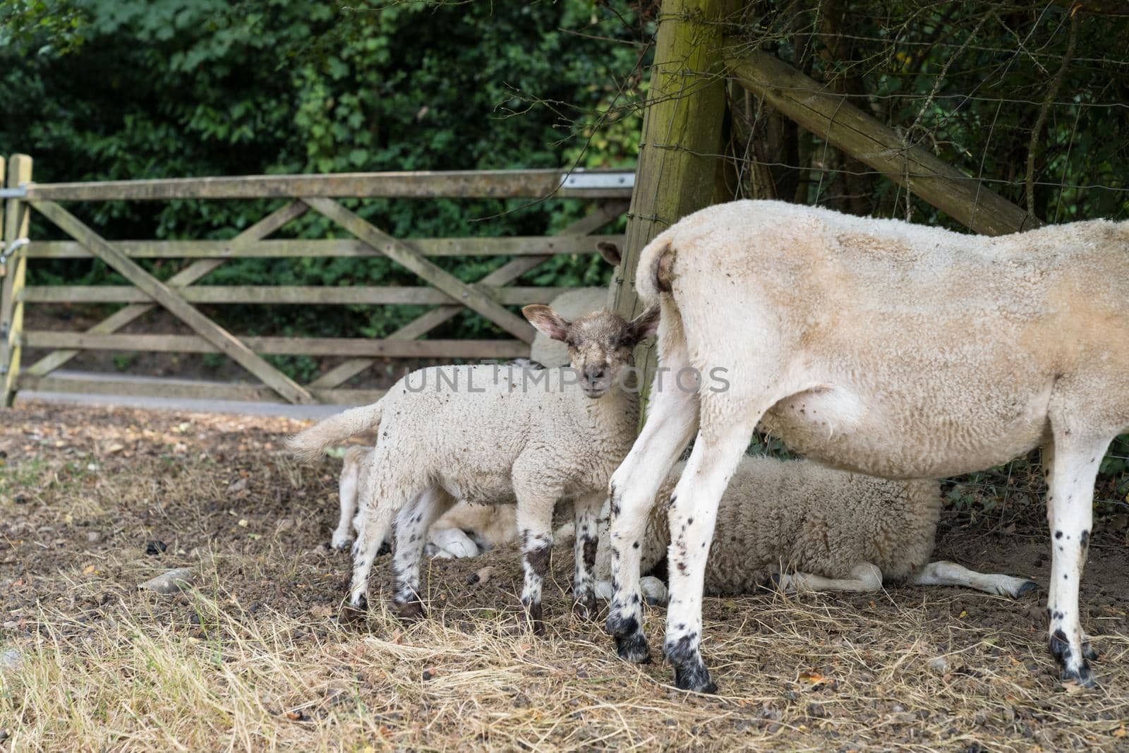 A group of sheep with lambs resting underneath some bushes near a fence in the summer near the castle of Hastings, Sussex, England, UK by LeoniekvanderVliet