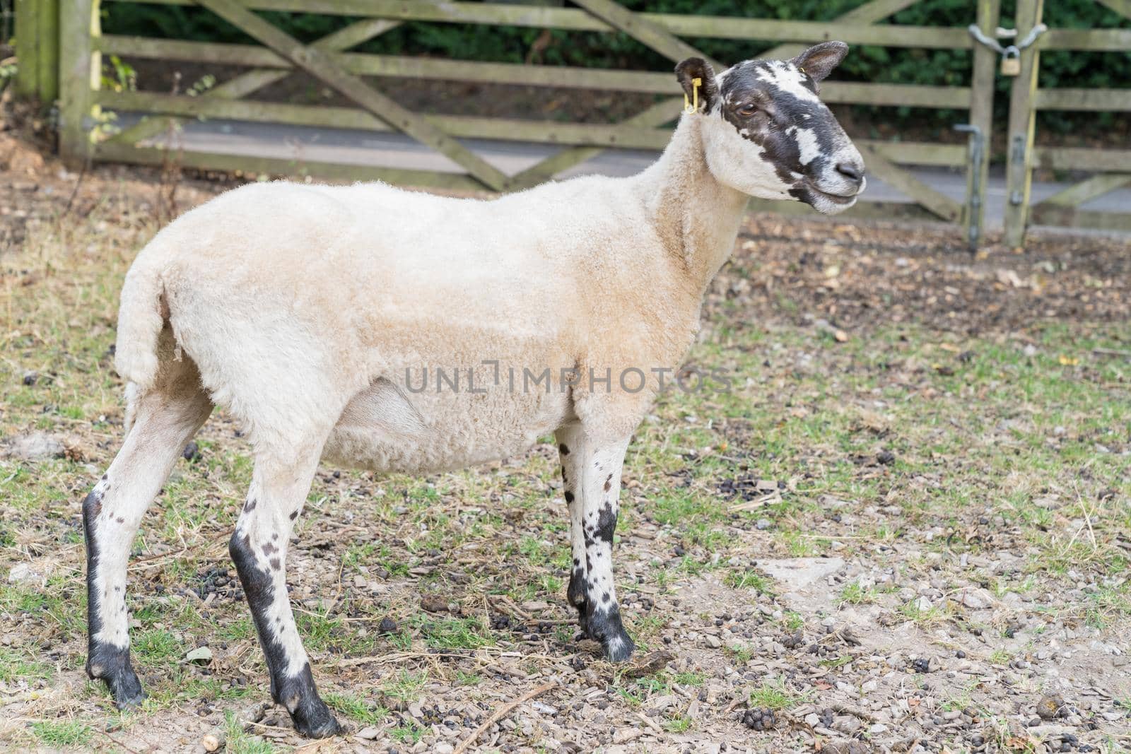 sheep standing underneath some bushes near a fence in the summer near the castle of Hastings, Sussex, England, UK by LeoniekvanderVliet