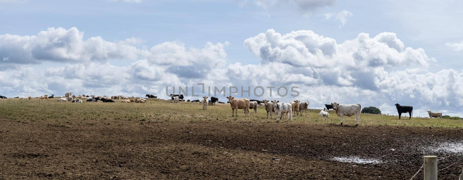 panorama of a landscape with a yellow grassland on a hill and a herd of cows against a cloud filled sky in the summer in Cornwall England UK