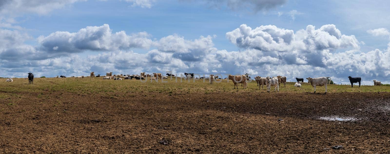 A panorama of a landscape with a yellow grassland on a hill and a herd of cows against a cloud filled sky in the summer in Cornwall England UK by LeoniekvanderVliet
