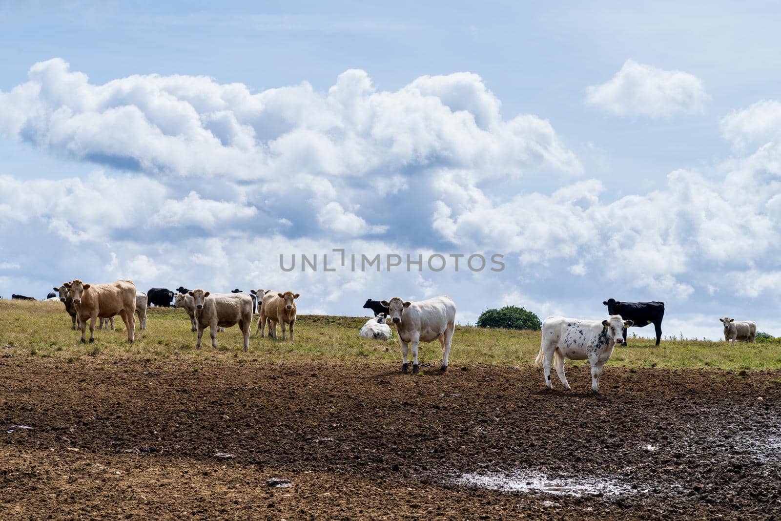 panorama of a landscape with a yellow grassland on a hill and a herd of cows against a cloud filled sky in the summer in Cornwall England UK