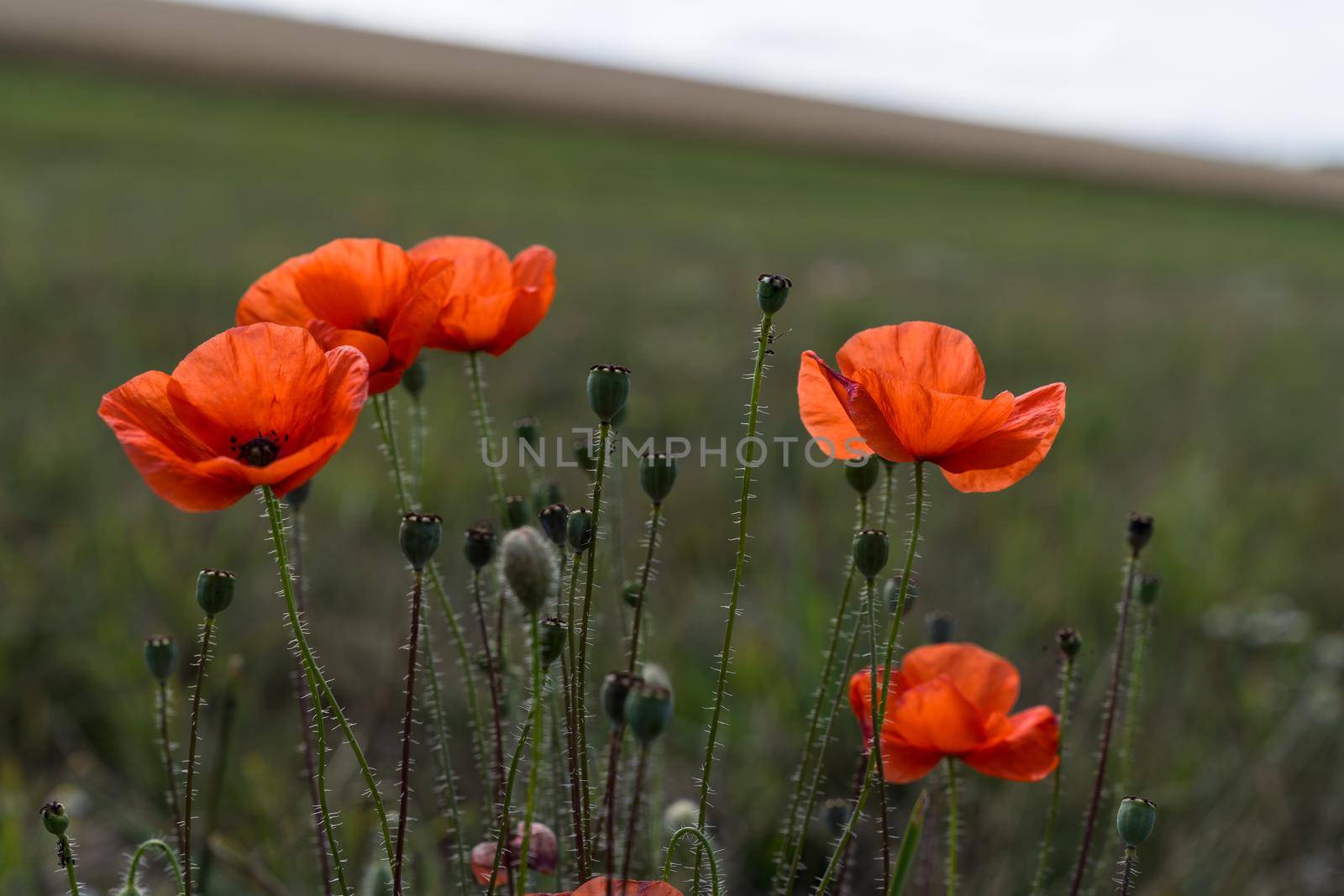 a Poppy flower. A field of poppy flowers blossoming during spring against a landscape with shallow depth of field