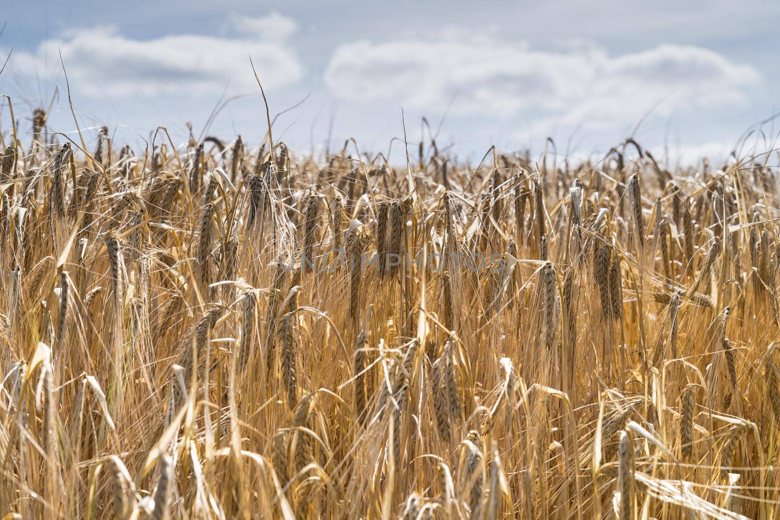 a Field of barley in a summer day. during harvesting period, a panoramic view of the crops with a ray of sunshine