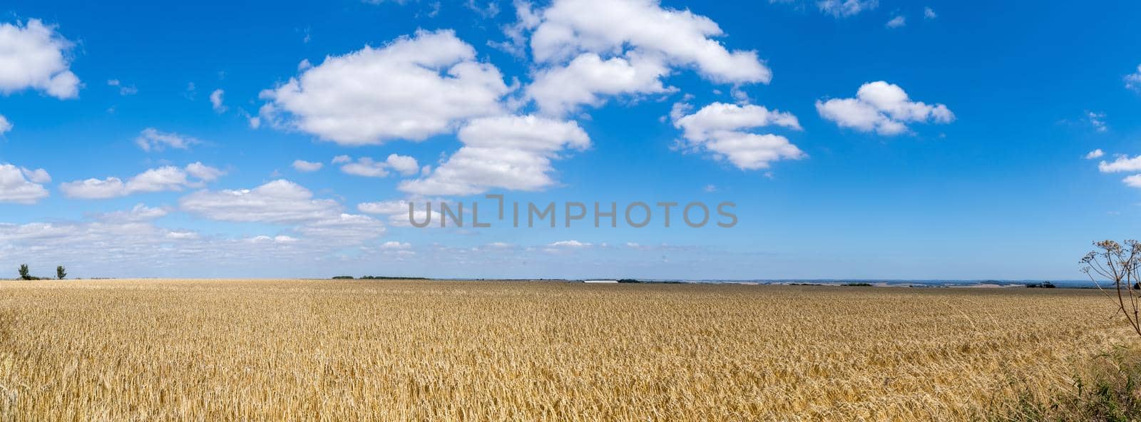 Field of barley in a summer day. during harvesting period, a panoramic view of the crops with a ray of sunshine by LeoniekvanderVliet