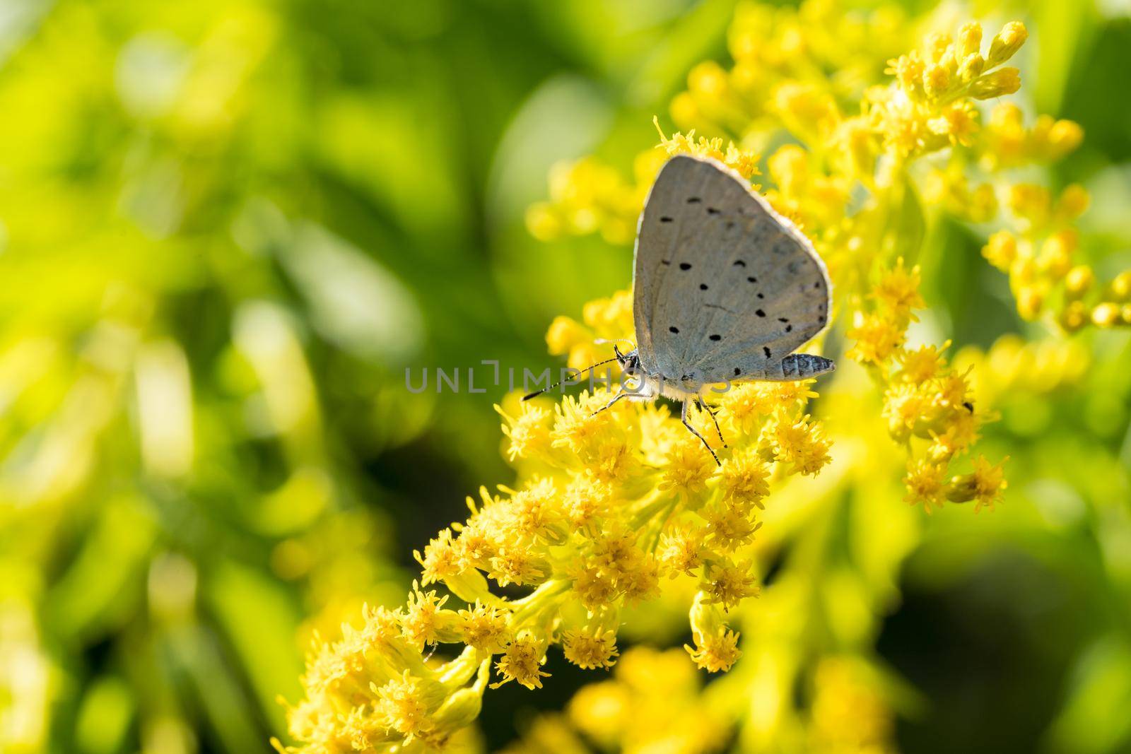 Insects like the bee fly,  bee and a holly blue butterfly on the flowers of the yellow gardenplant goldenrod ( Solidago virgaurea or European goldenrod or woundwort ) collecting pollen and nectar