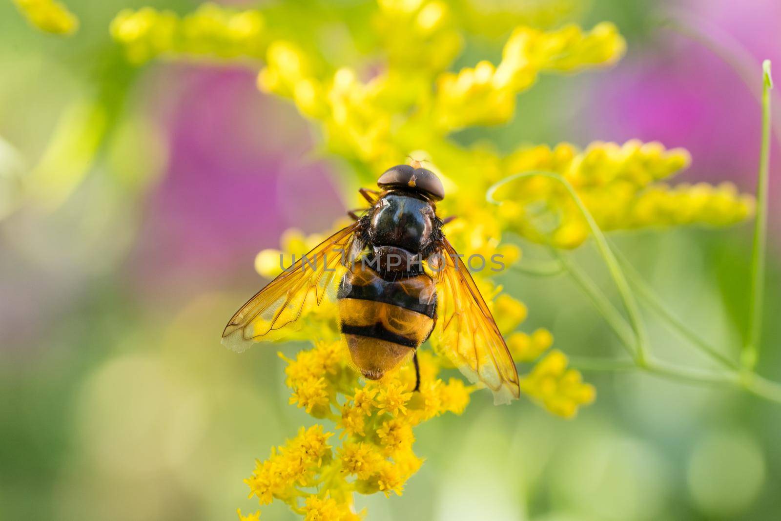 Insects like the bee fly, a bee and a holly blue butterfly on the flowers of the yellow gardenplant goldenrod ( Solidago virgaurea or European goldenrod or woundwort ) collecting pollen and nectar by LeoniekvanderVliet