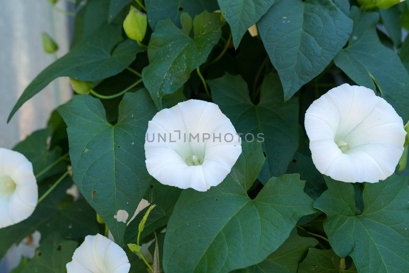 a Close up of two flowers of the hedge bindweed or Calystegia sepium a white trumpet shaped flower that is considered a pest